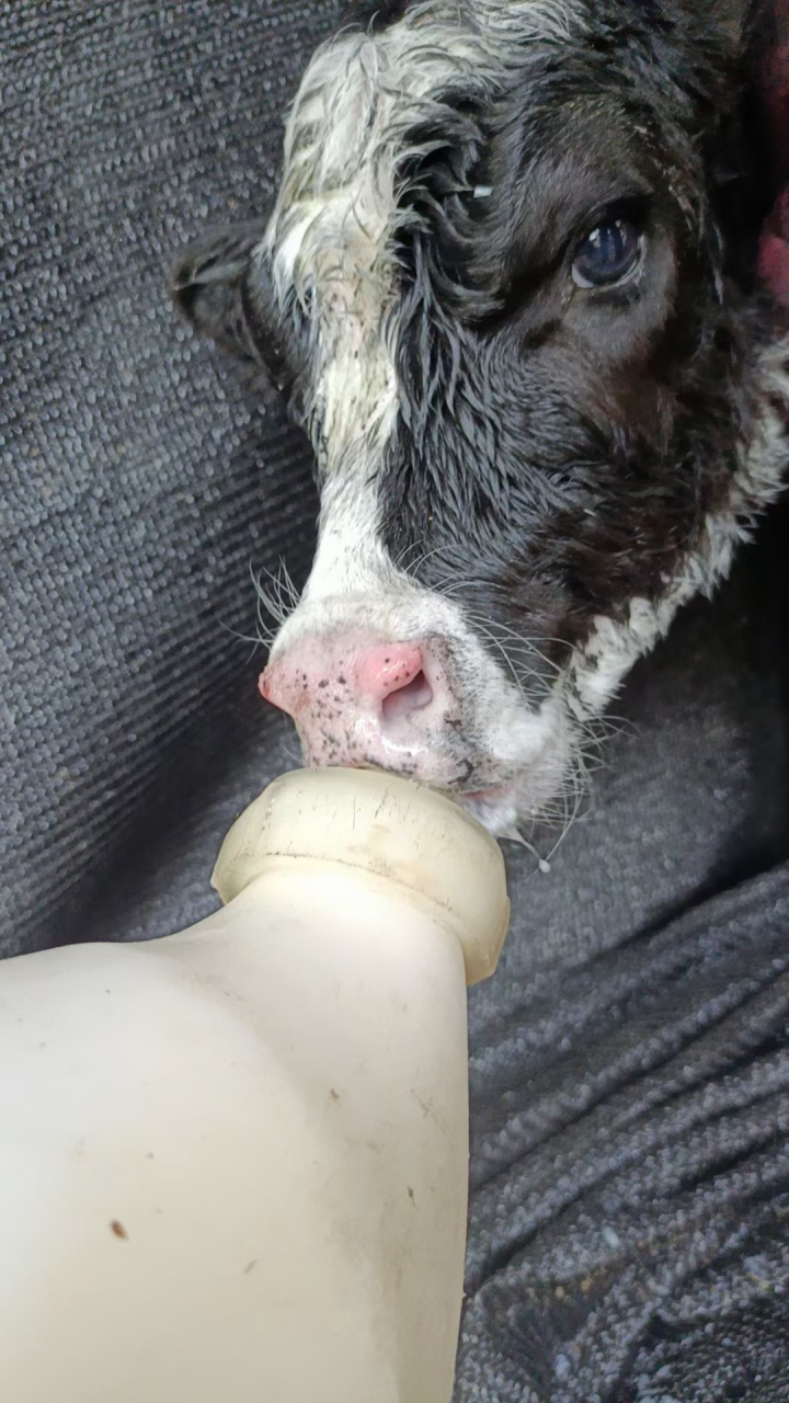 奶牛# 刚出生的奶牛崽,看着胖乎乎的