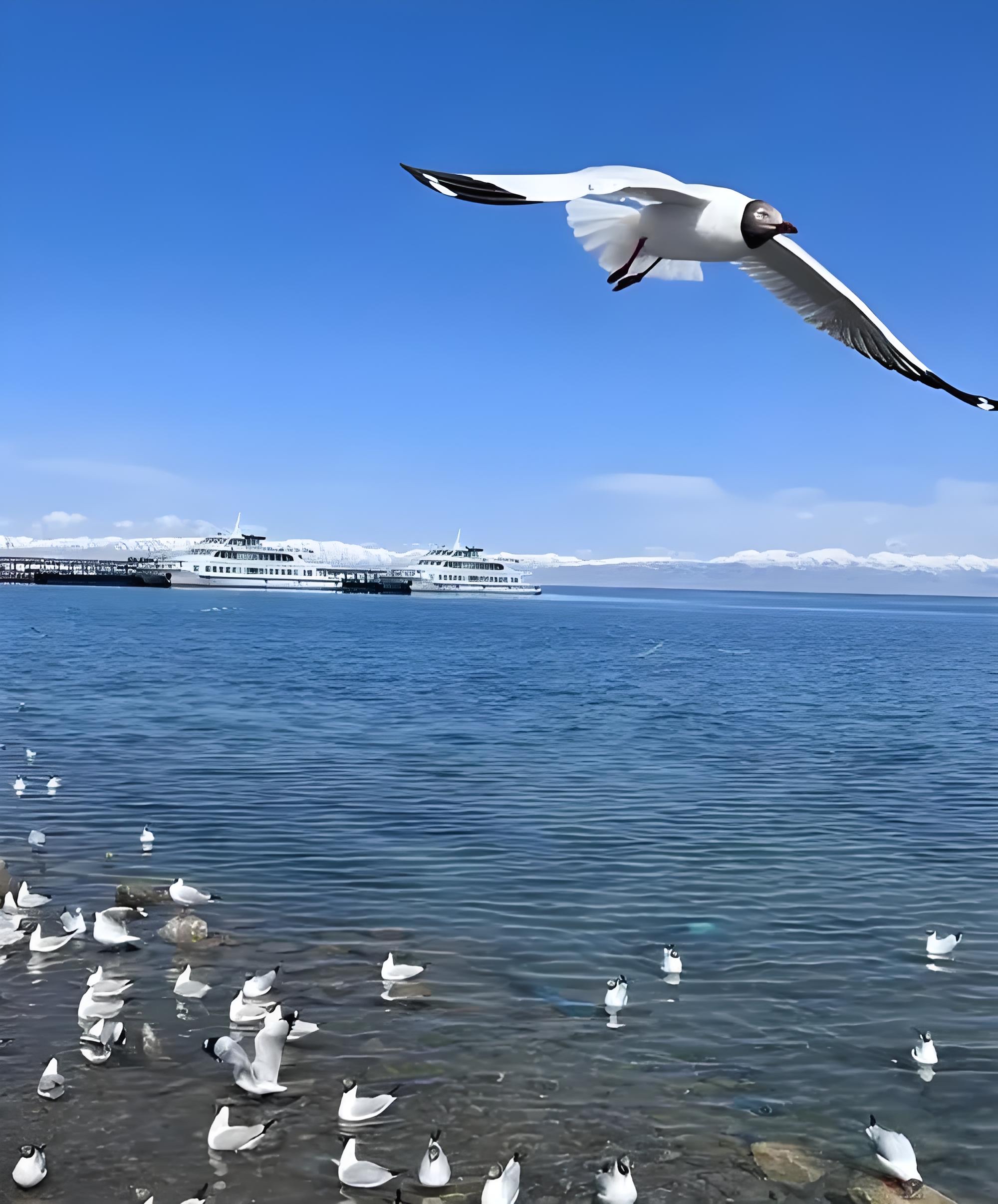 我的家乡之青海湖  青海湖,那是大地的眼眸,深藏着无尽的神秘与深情