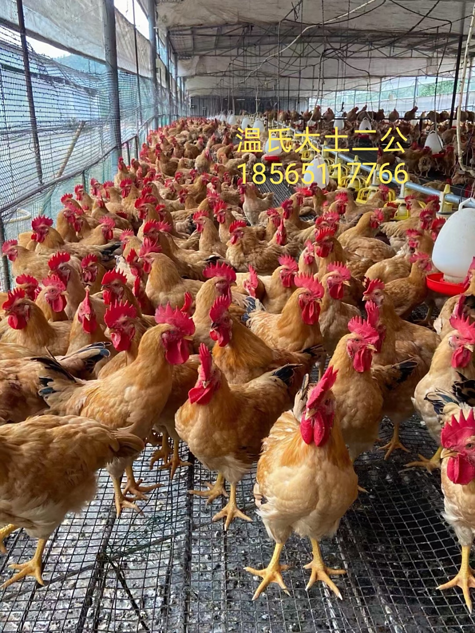 温氏大土二公(70天4.2斤左右)