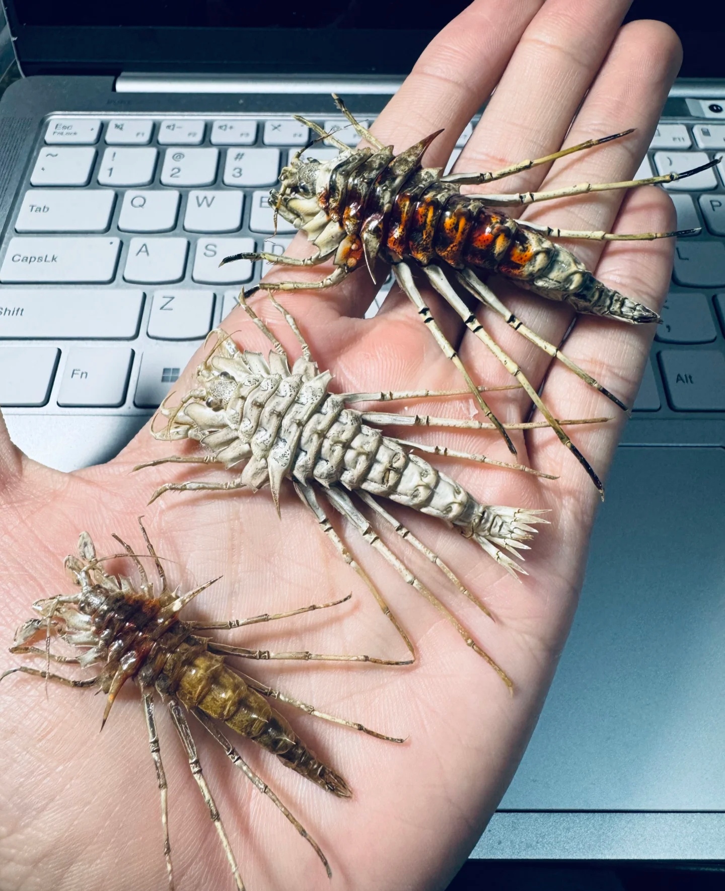 一位外国网友在贝加尔湖捞到了这个湖里的特有虾种,几只钩虾,这虾看着