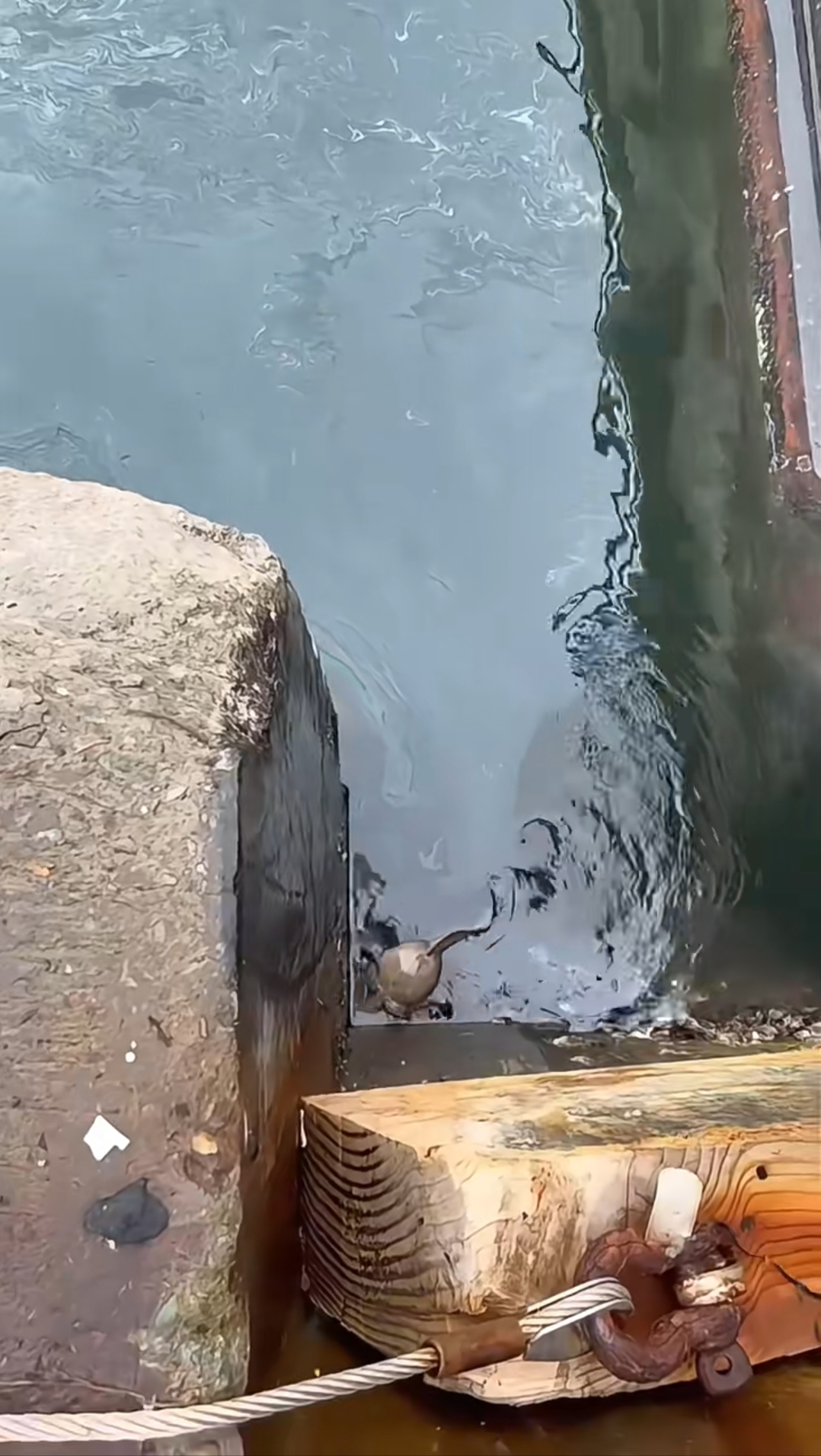 看着像只大老鼠,可是又不像,也不是鱼吧?有看出来这是只什么的朋友吗?