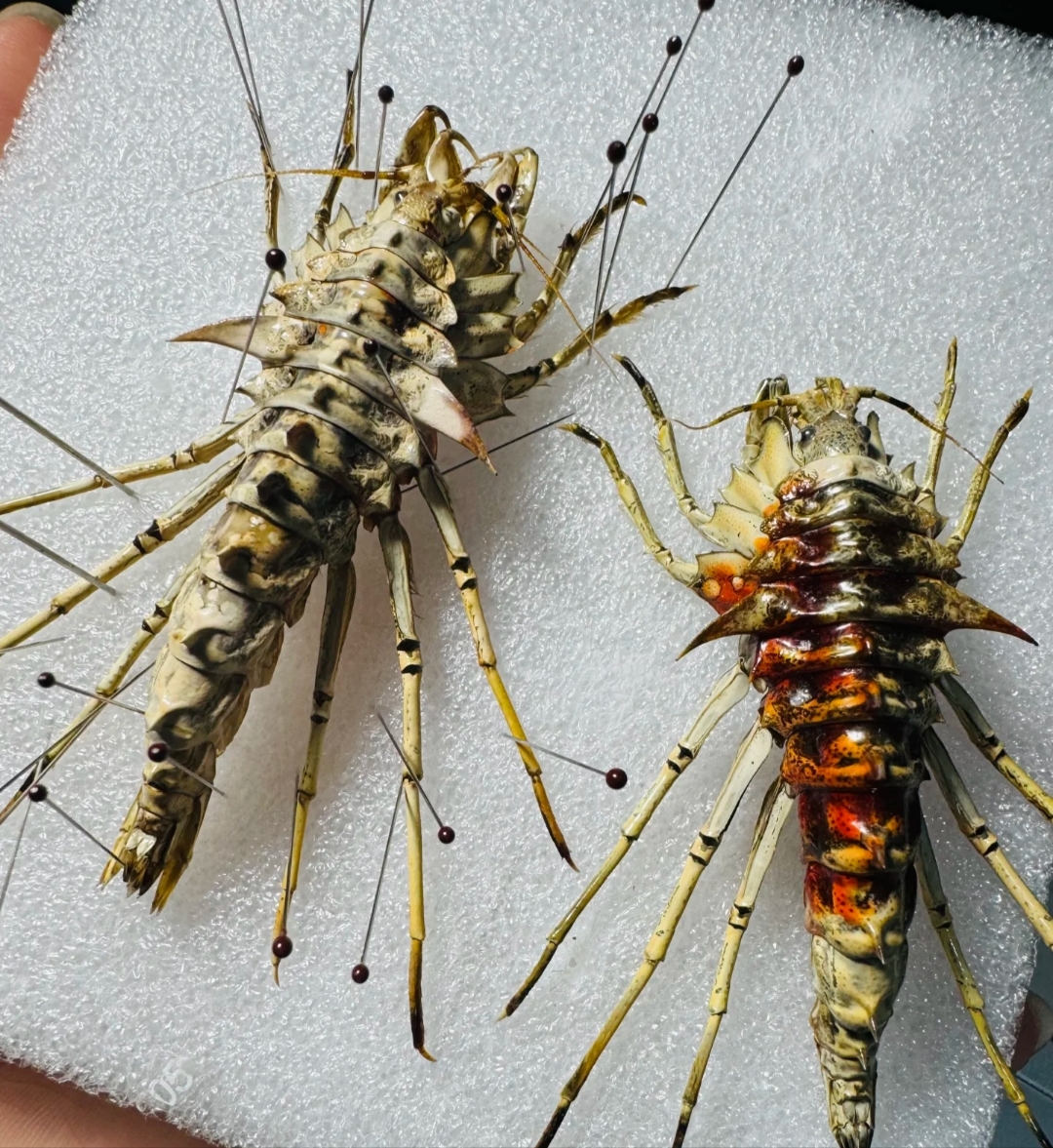 一位外国网友在贝加尔湖捞到了这个湖里的特有虾种,几只钩虾,这虾看着
