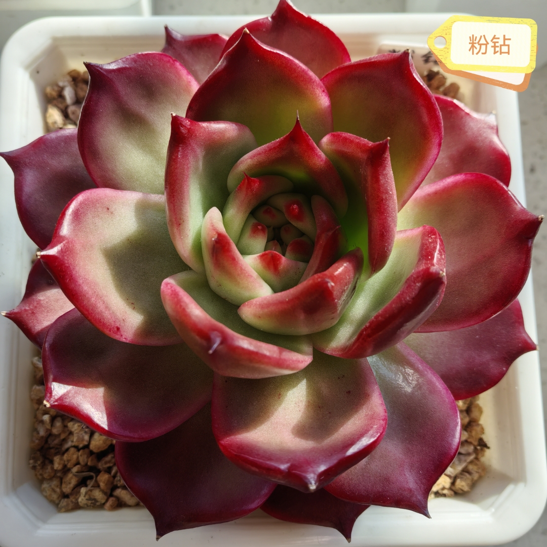 大年初一,祝大家都红红火火,开开心心!