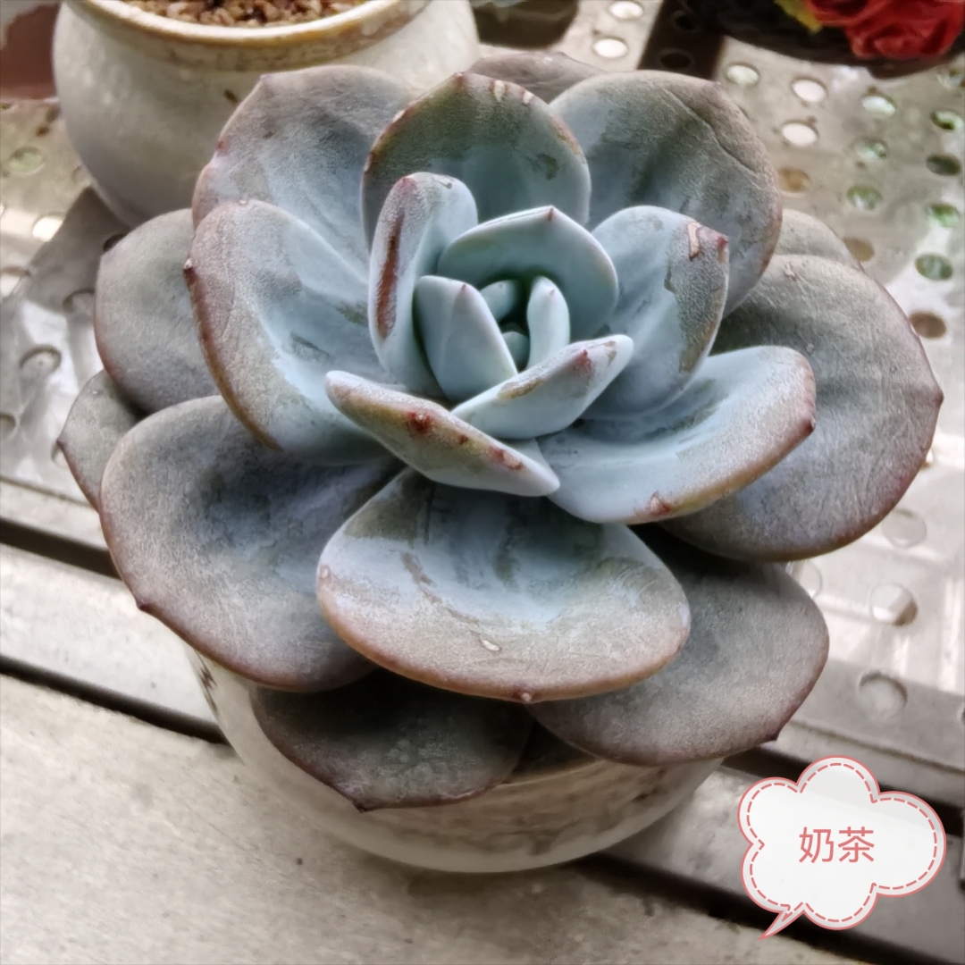 神奇的多肉,奶茶活了