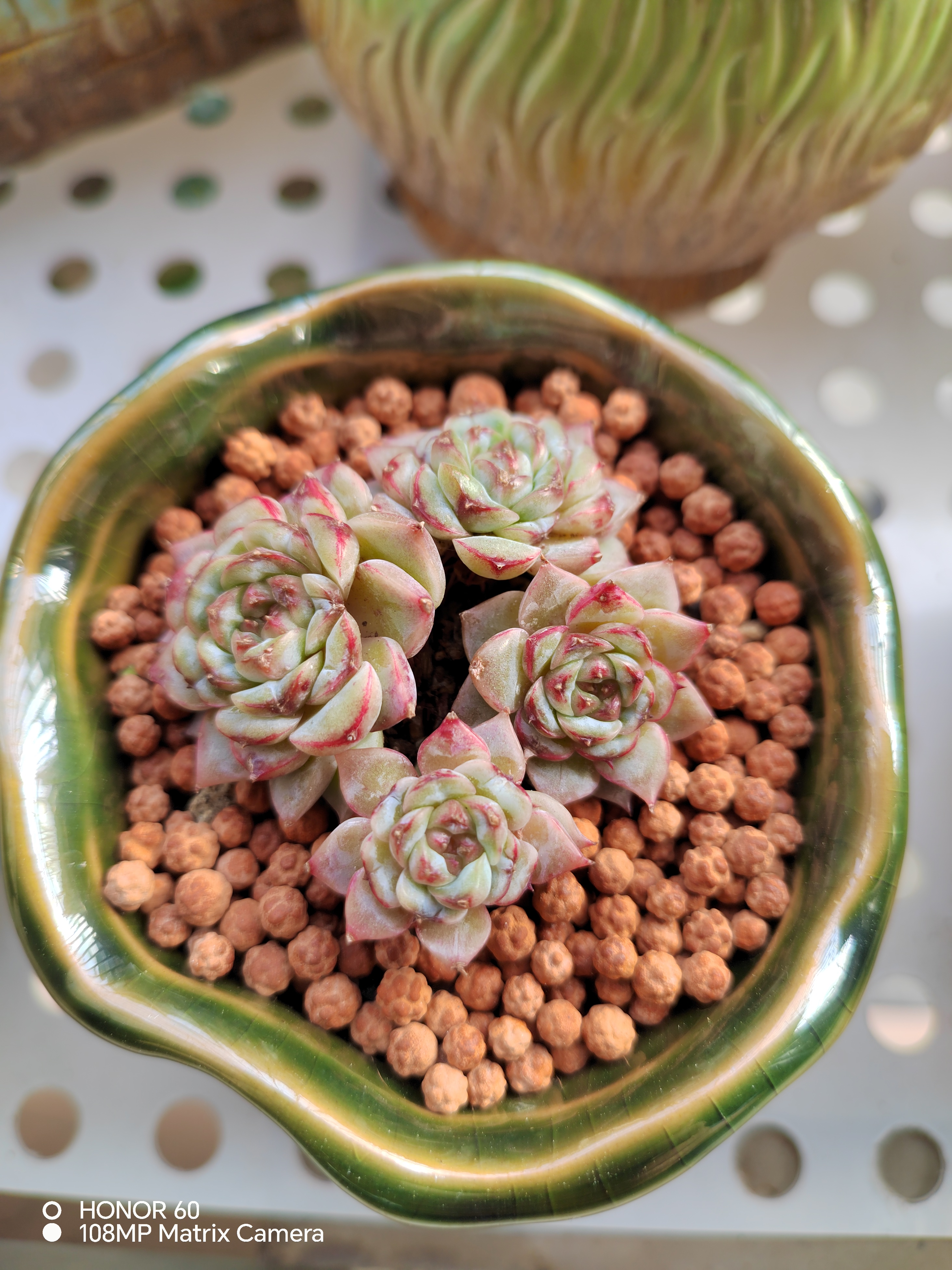 34℃ 阳光让多肉出状态!