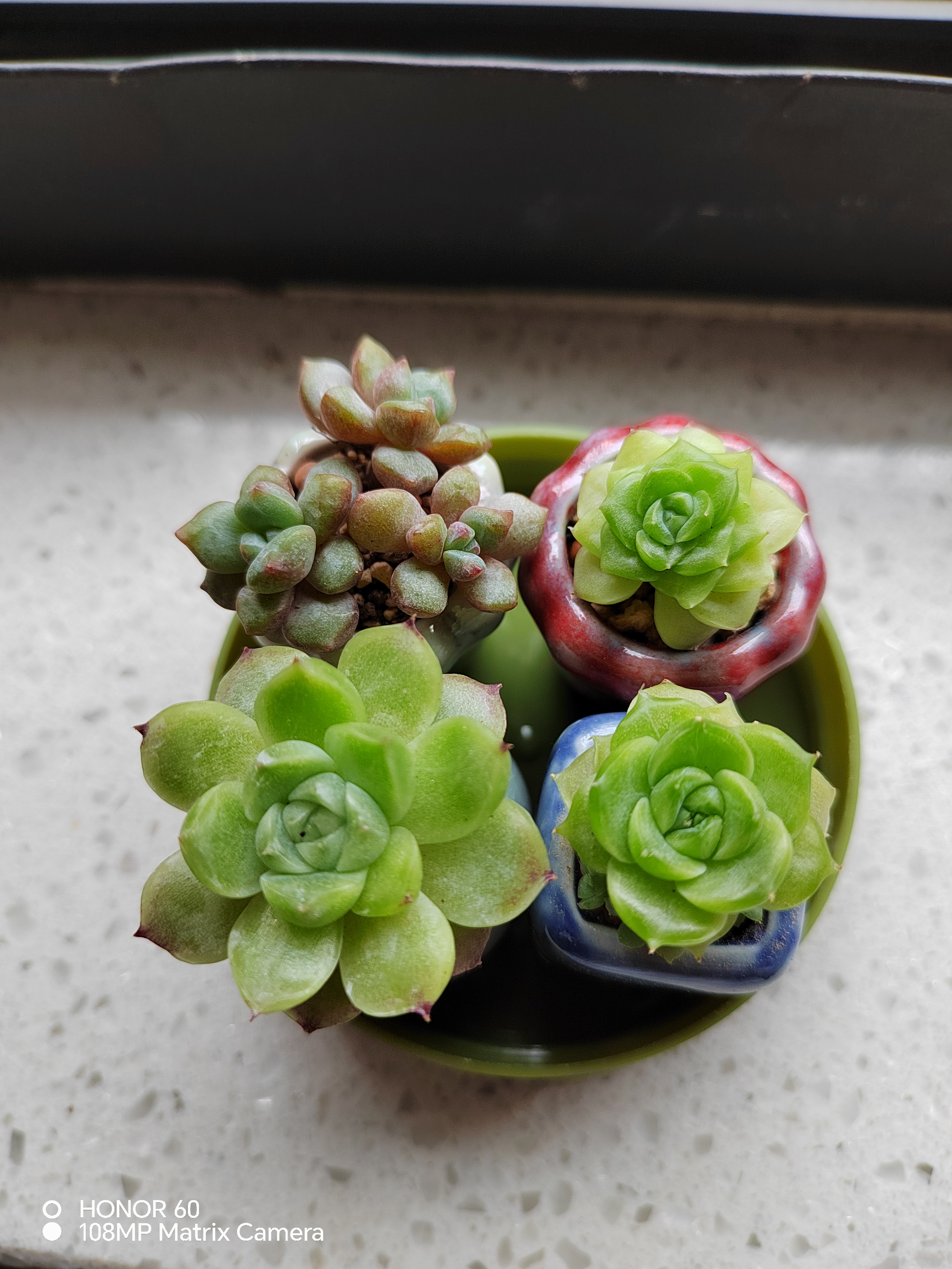 留念小麦秆 还是把那个糖心麦秆给上了个拇指盆,把它外翻的叶片连着化