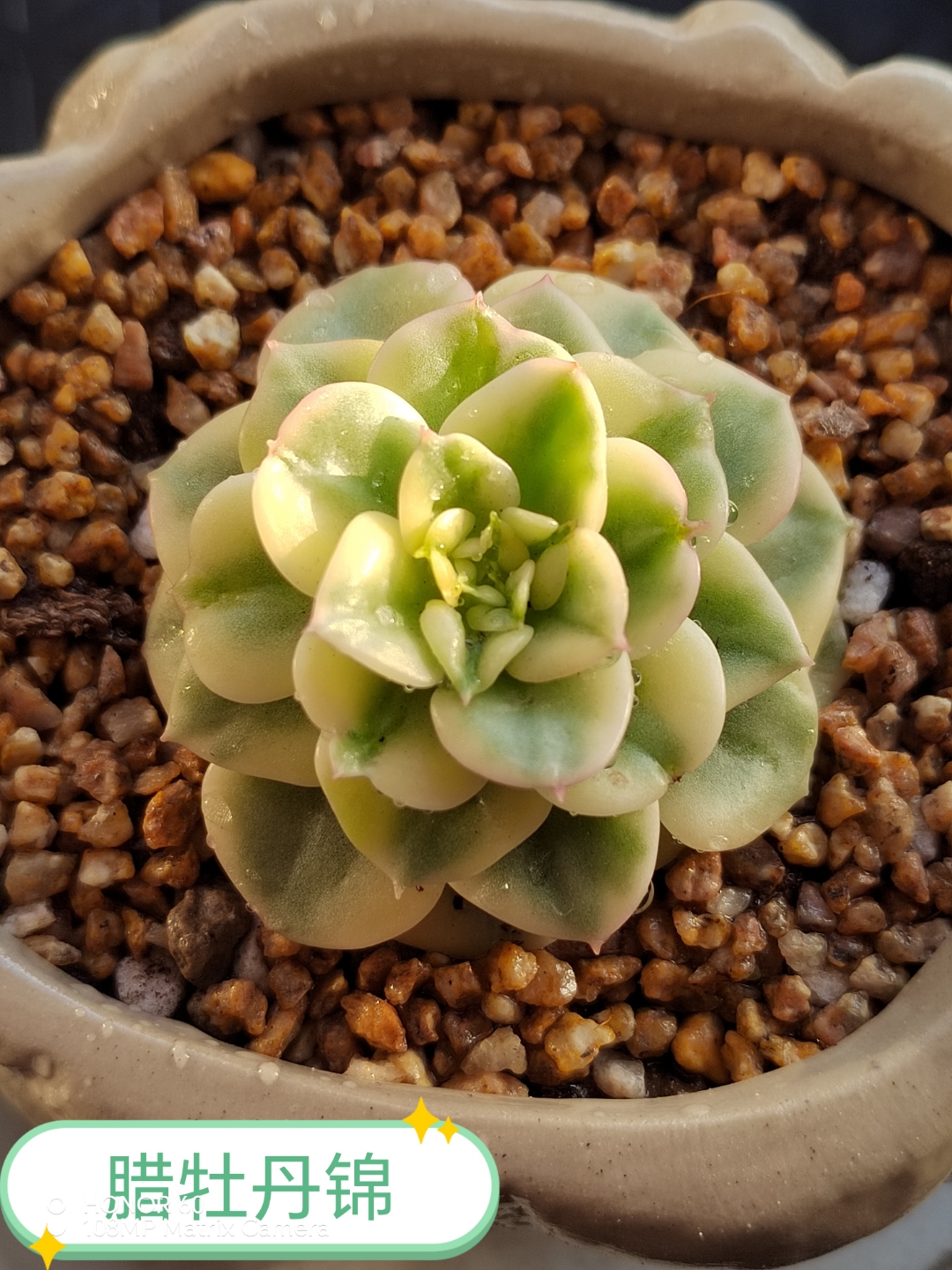 入手的多肉锦皮士锦多肉耐高温吗飞云锦多肉好养吗带锦的多肉有哪些