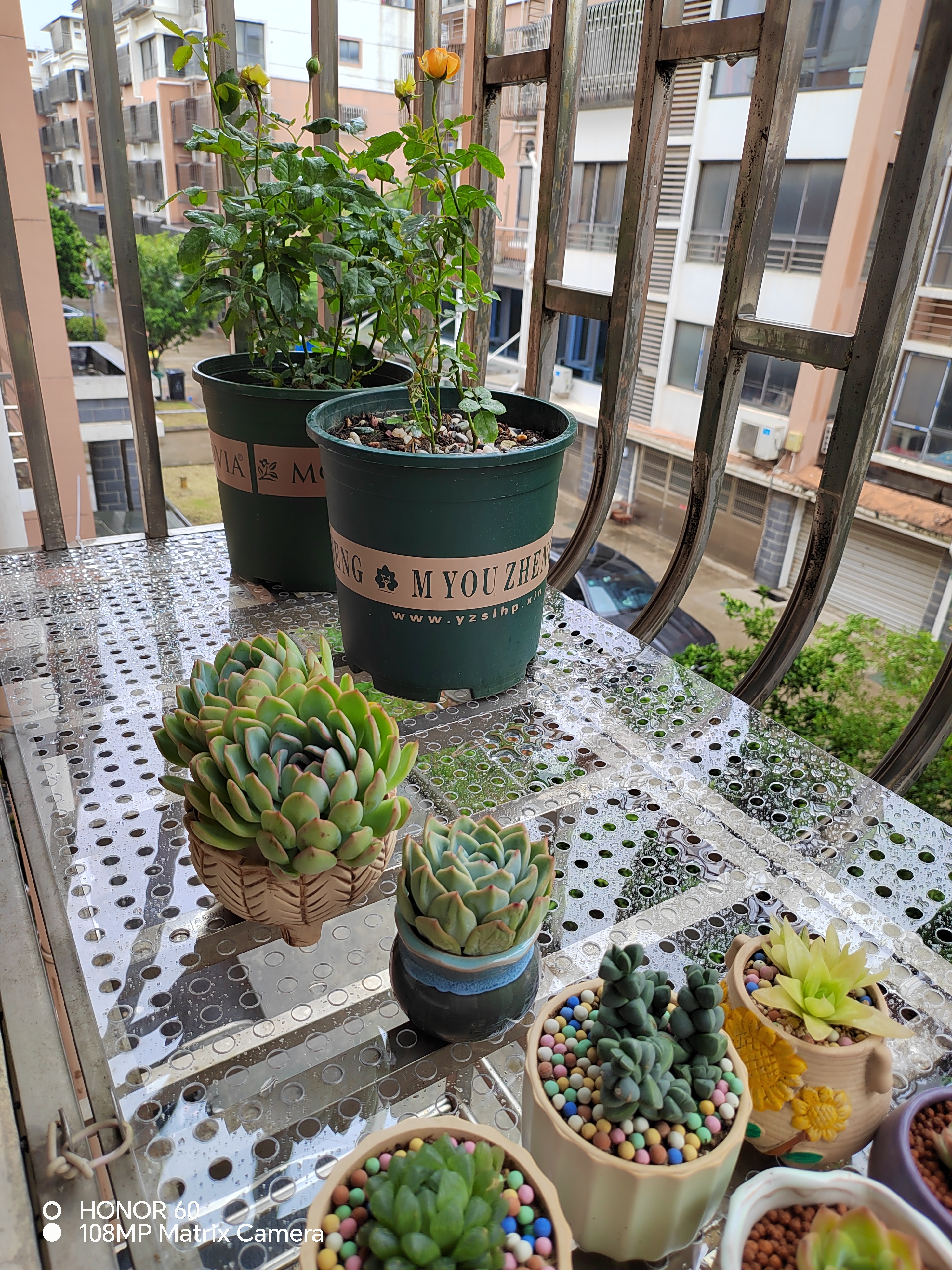 留念小麦秆 还是把那个糖心麦秆给上了个拇指盆,把它外翻的叶片连着化