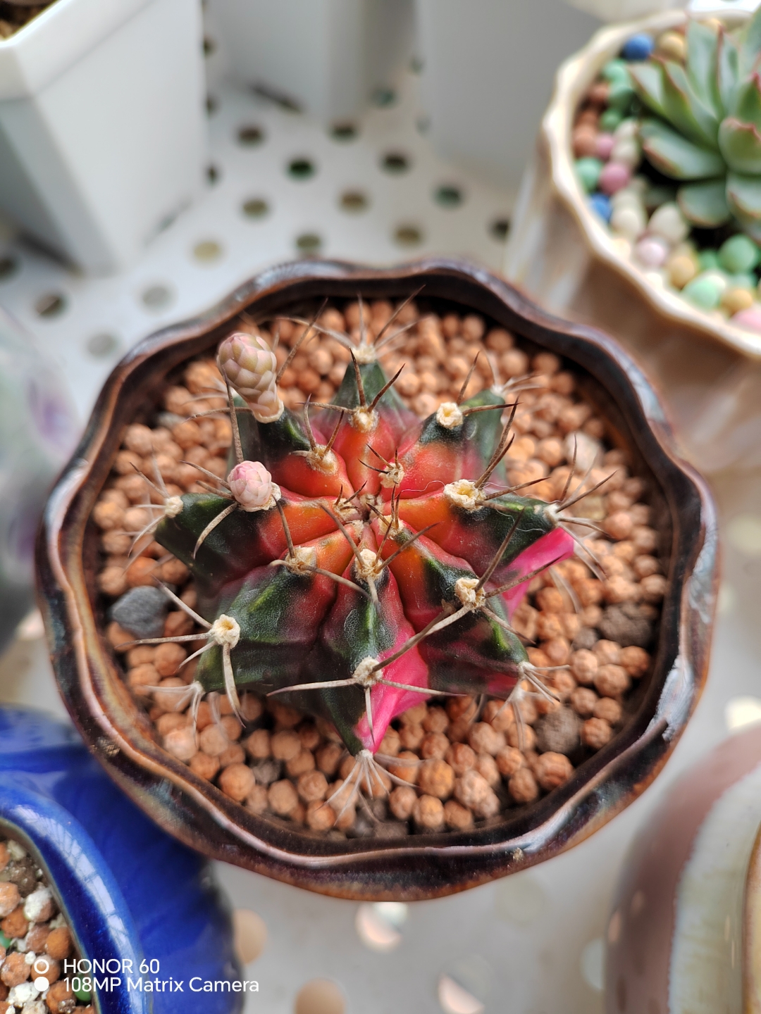 牡丹锦仙人球上面的花骨朵长大了不少.