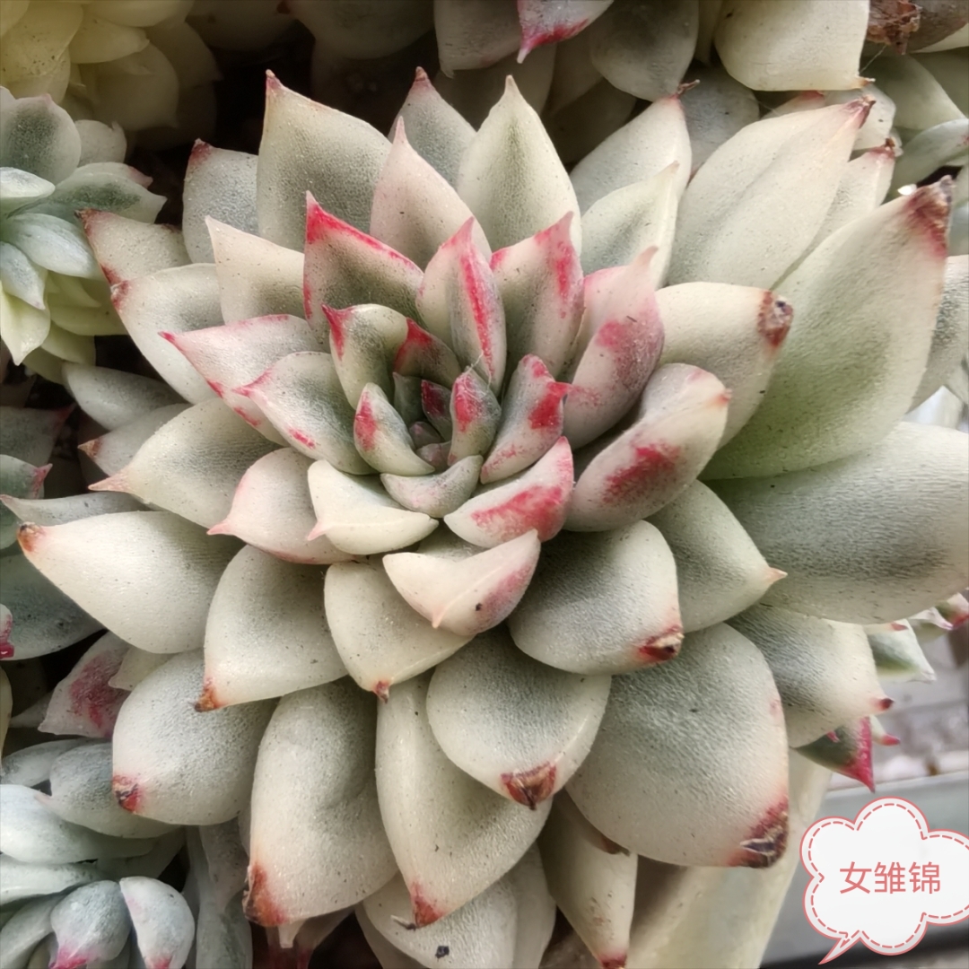 今天晴,21