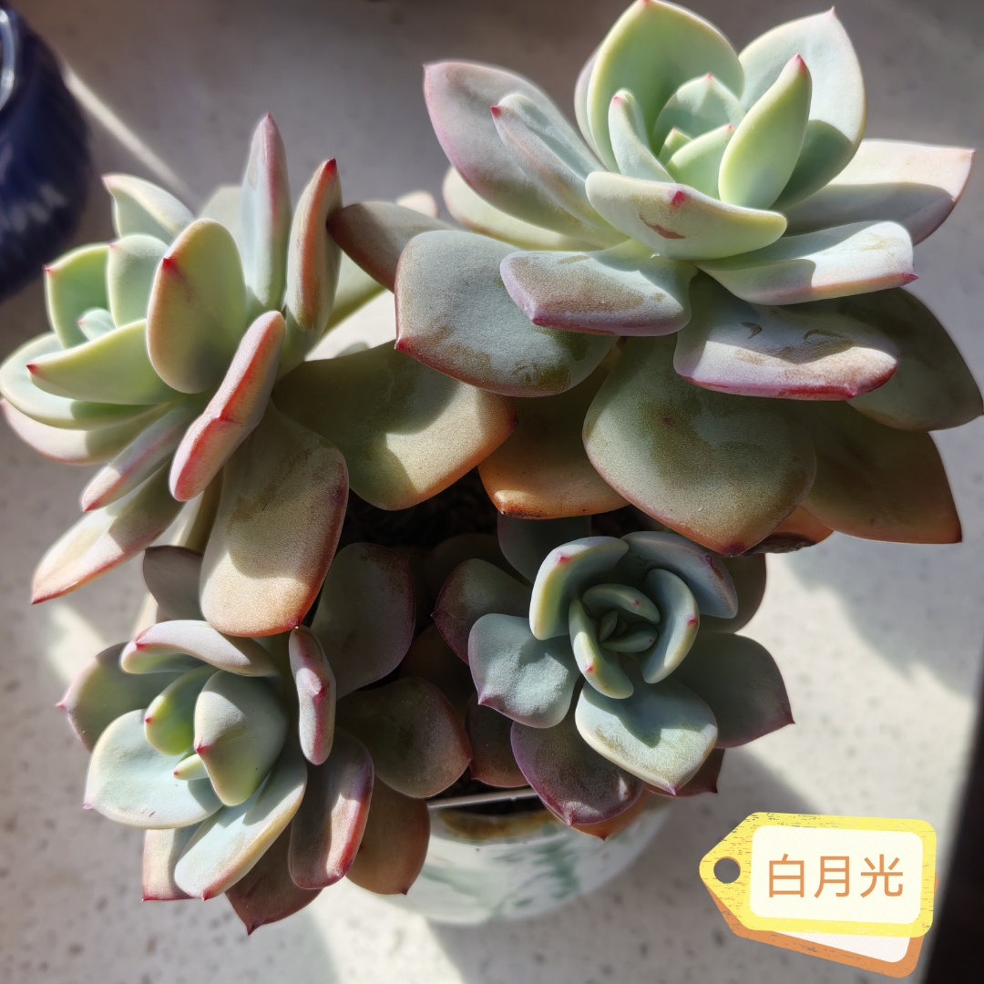 看多肉,每天都有惊喜! 今天多云,0