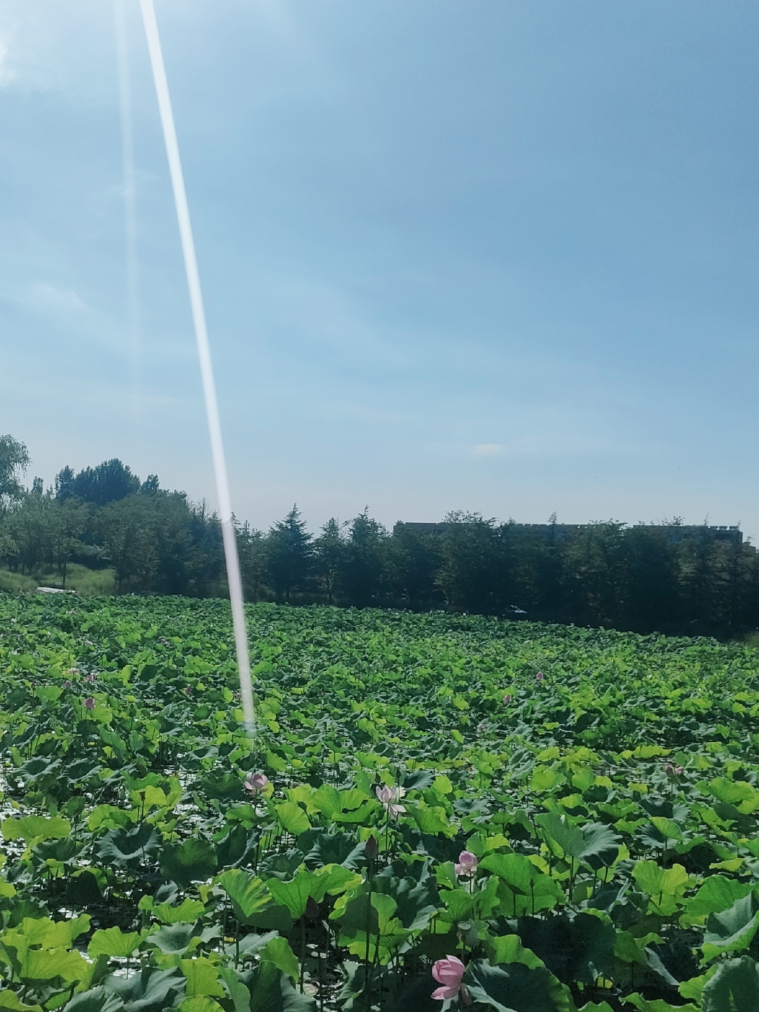 白鹭湾阳光正好,微风不燥,我在莲花池畔等你