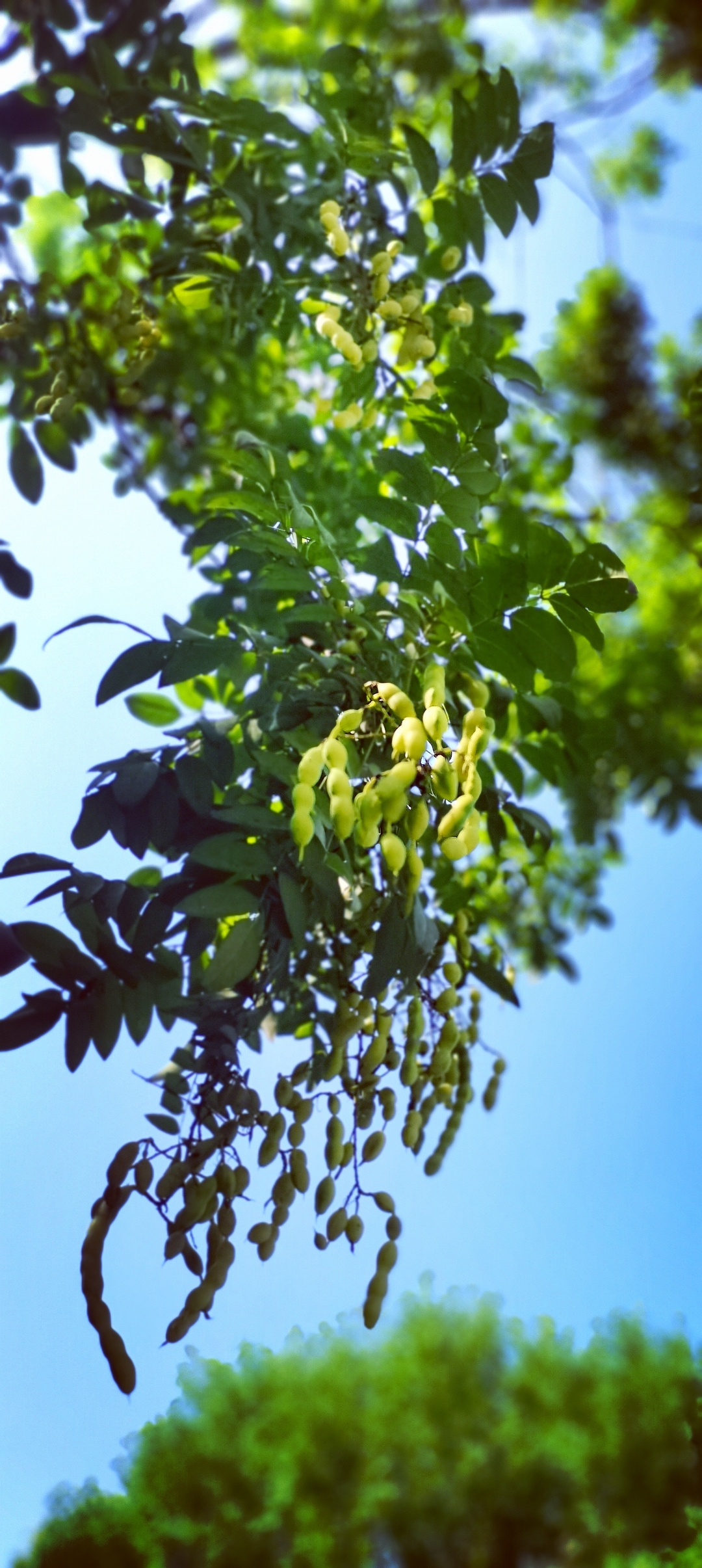 这个长的很像毛豆一样的树, 我们河南南阳小时候都加它槐楝树, 树上长