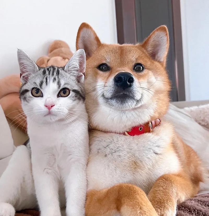 猫猫狗狗太可爱了,谁不爱呢?