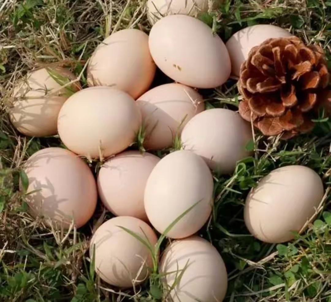 鸡蛋能和柚子吃吗(鸡蛋和柚子一起吃行吗) 鸡蛋能和柚子吃吗(鸡蛋和柚子一起吃行吗)