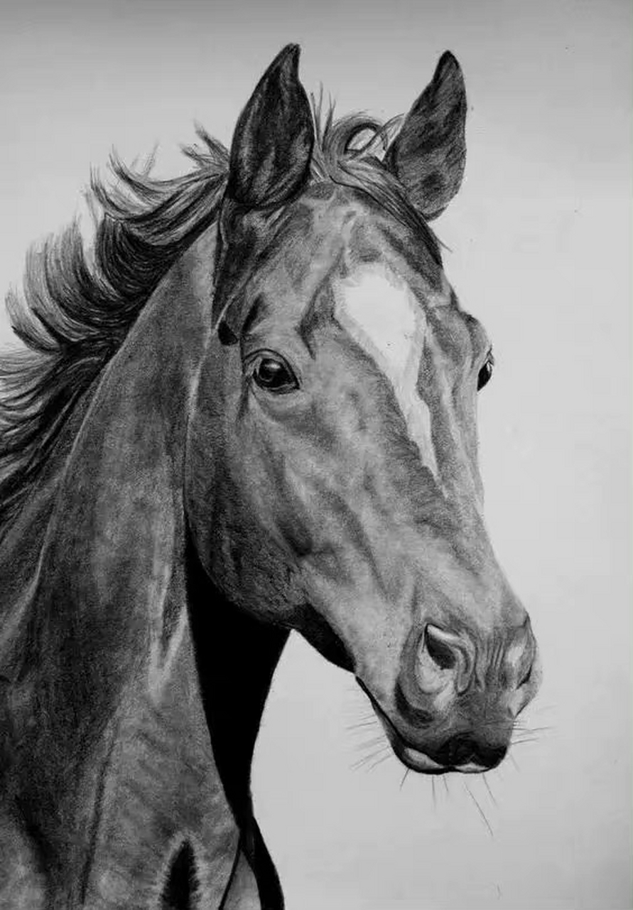 动物素描,一组奔腾的野性之马#艺术生