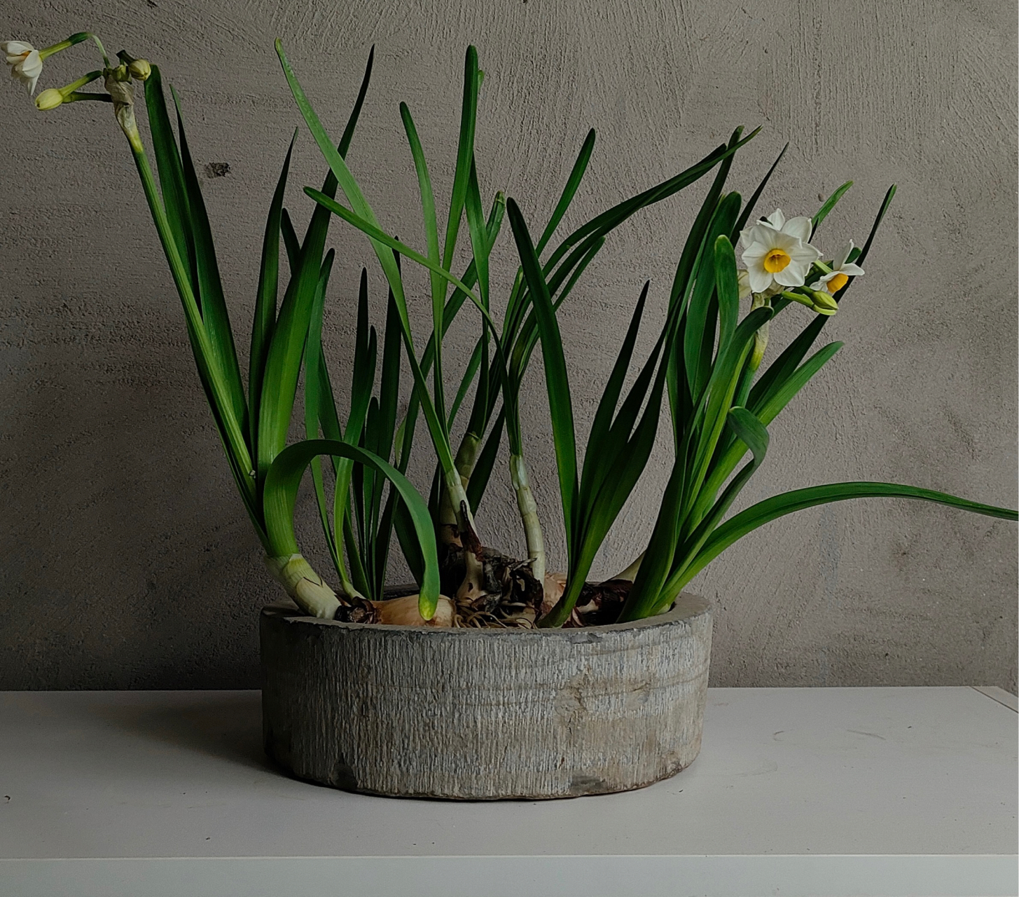 明代水仙盆,主打一个字"雅"#收藏