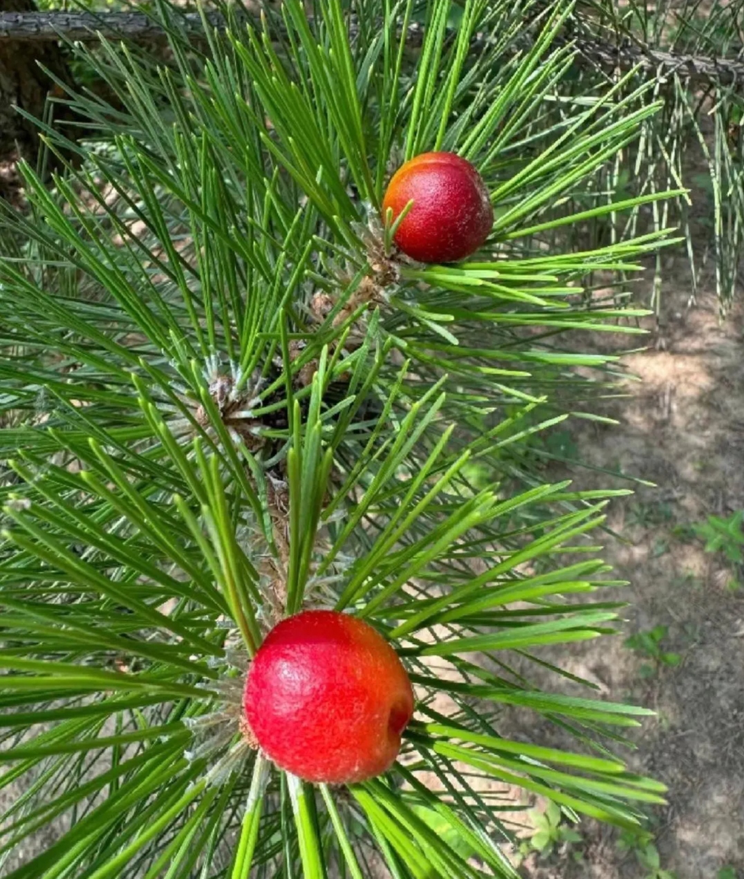 上山拜山途中看到了这种果子,感觉它长在松树的叶子上,但又不是.