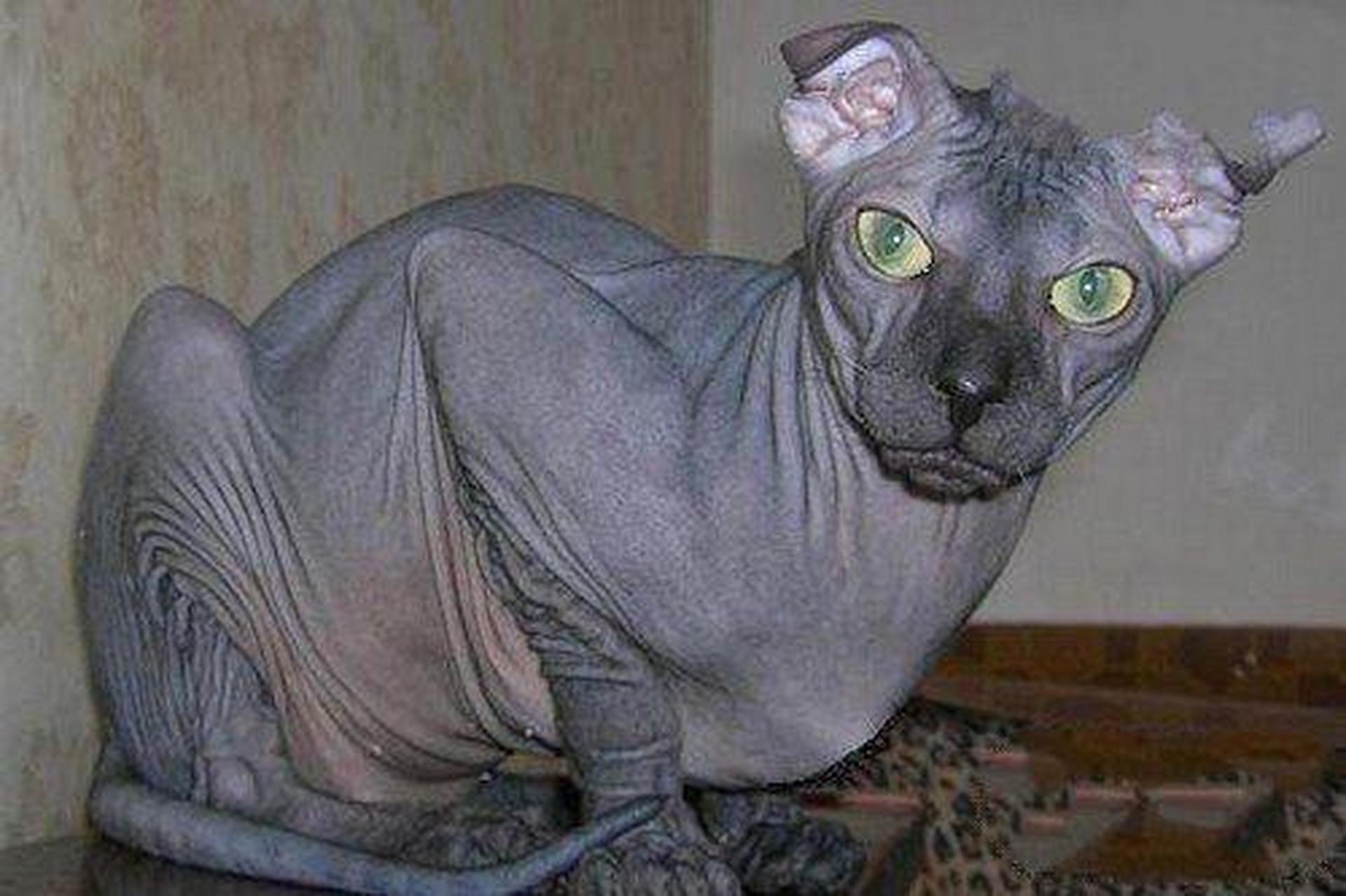 养宠交流# 勒夫科伊猫:勒夫科伊猫是一种具有独特外观(狗脸外观)得è