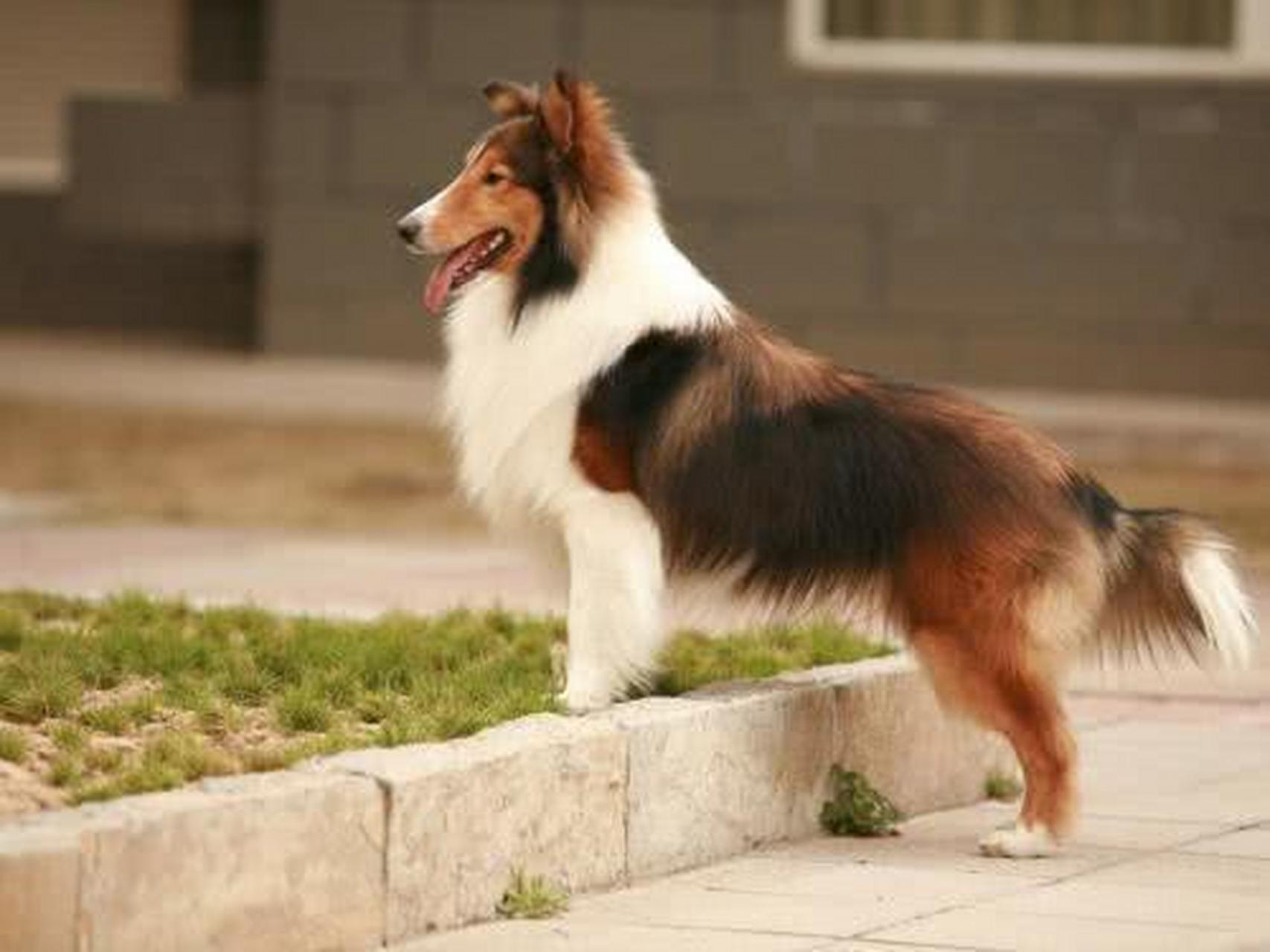 宠物英雄# 喜乐蒂牧羊犬:喜乐蒂牧羊犬属于小型的牧羊犬,它有着椭直