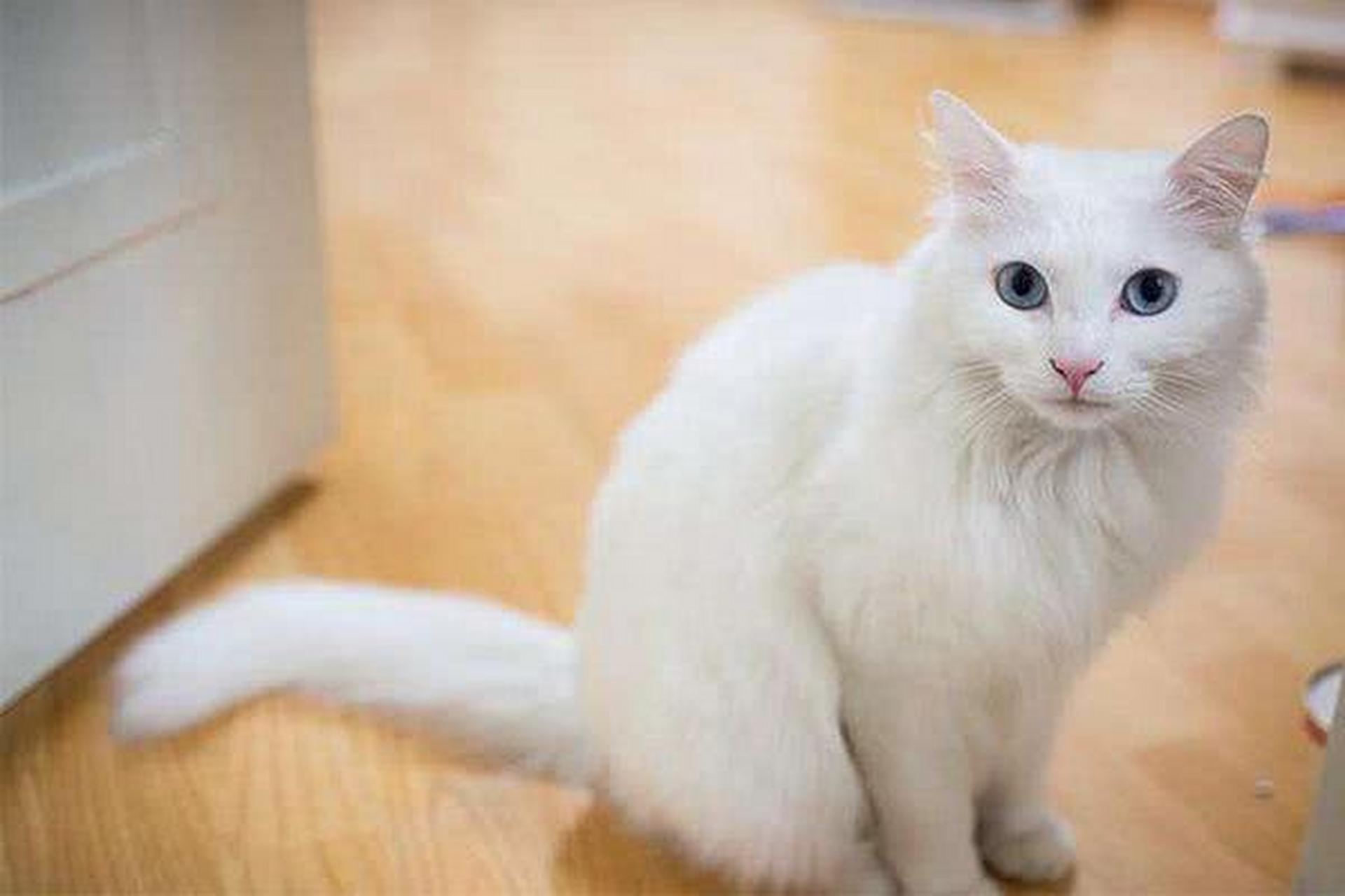 宠物英雄 土耳其安哥拉猫是最为古老的猫品种之一,源于土耳其,拥有