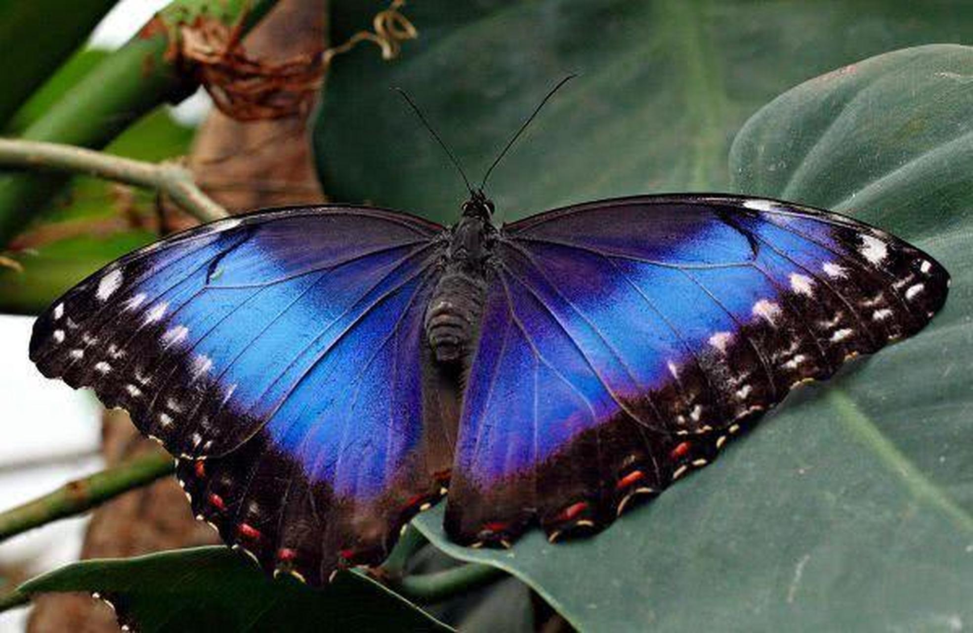 它是巴西的国蝶.其硕大的翅