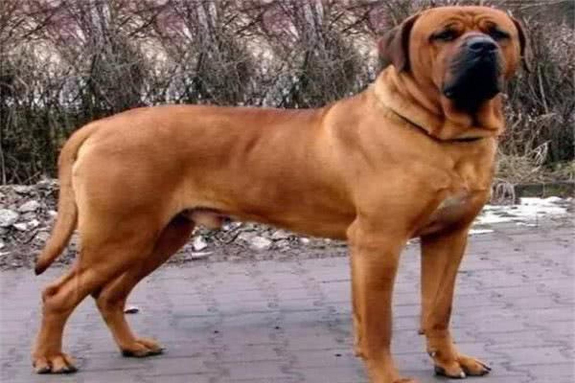 宠物英雄# 土佐犬:土佐犬的凶猛程度可以说是超乎人们想象的,不少