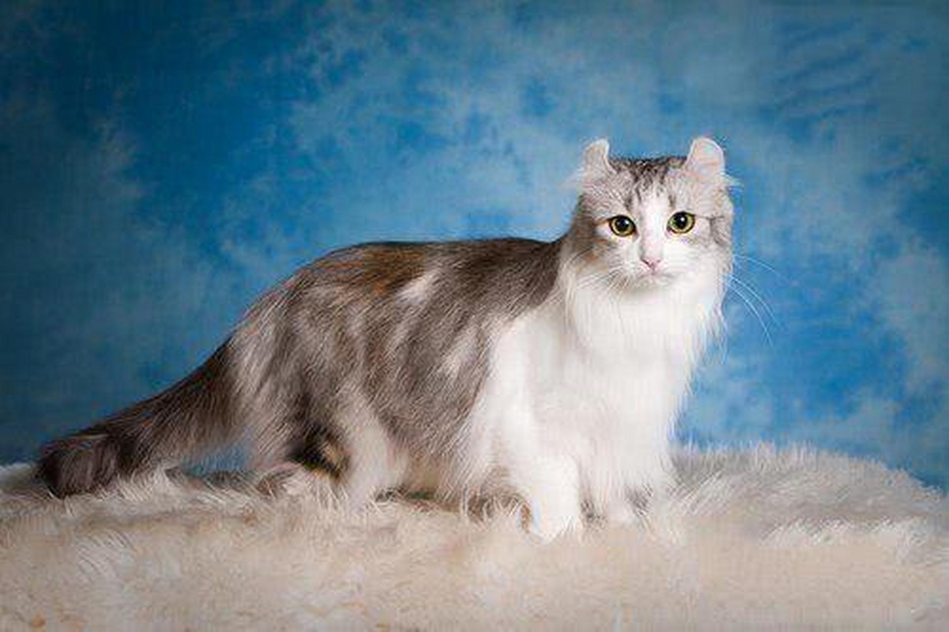 养宠交流# 芒奇金猫:芒奇金猫是一种相对较新的猫科动物,其特点是腿