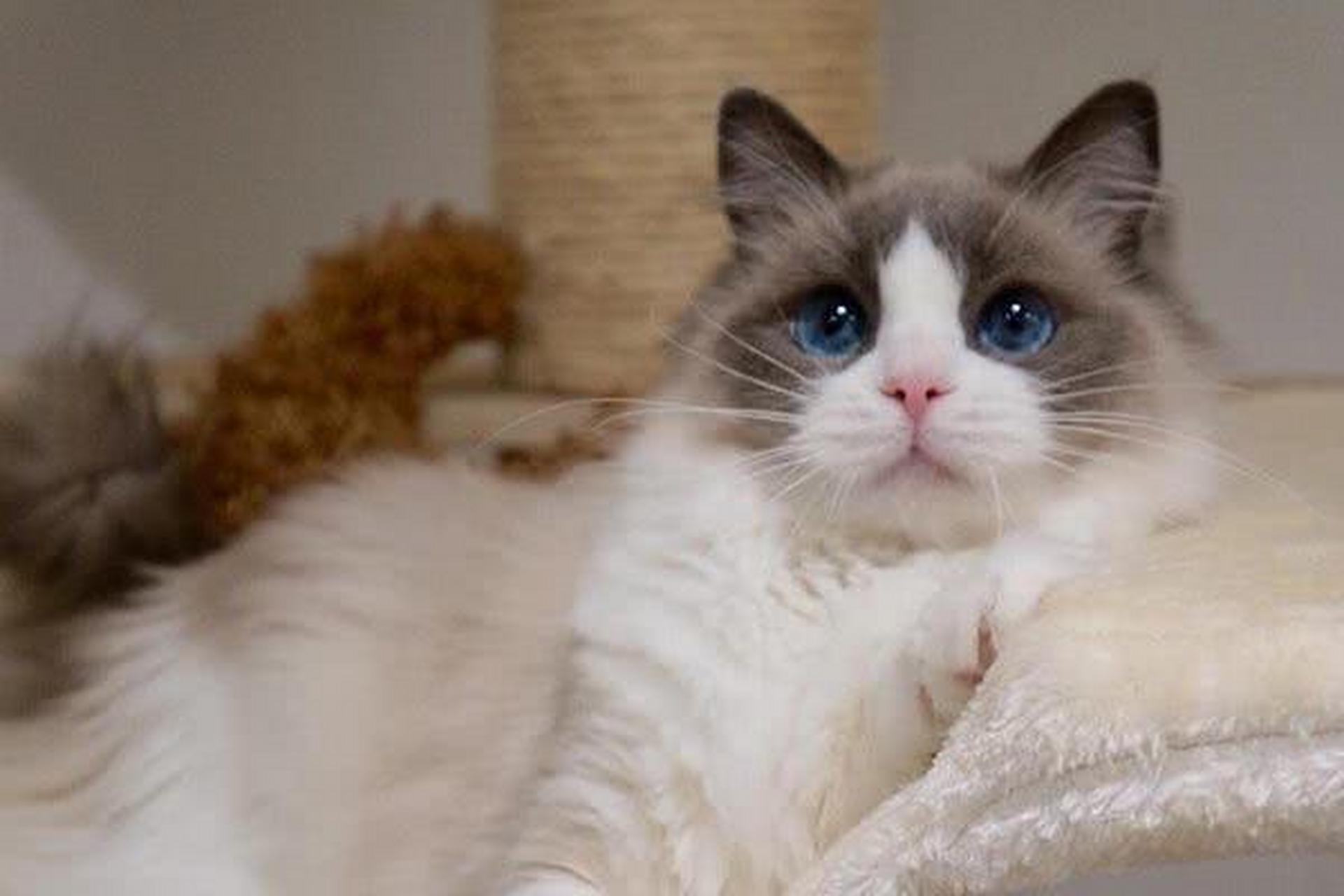宠物英雄# 布偶猫是美国品种的猫咪,也是迄今为止最重的一种猫咪.