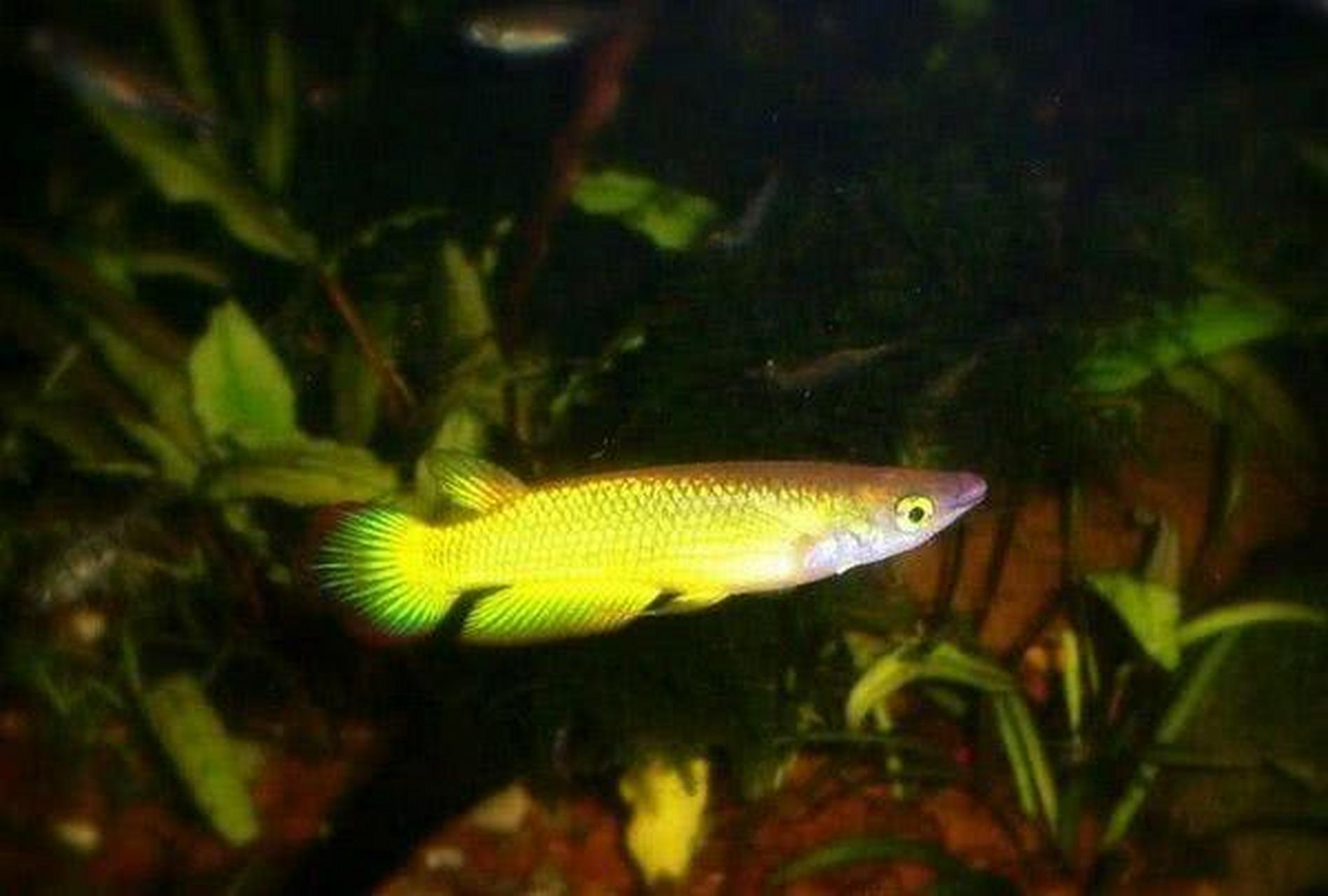 养宠交流# 黄金鳉:黄金鳉鱼是一种非常出名的观赏鱼,在全国各地均有