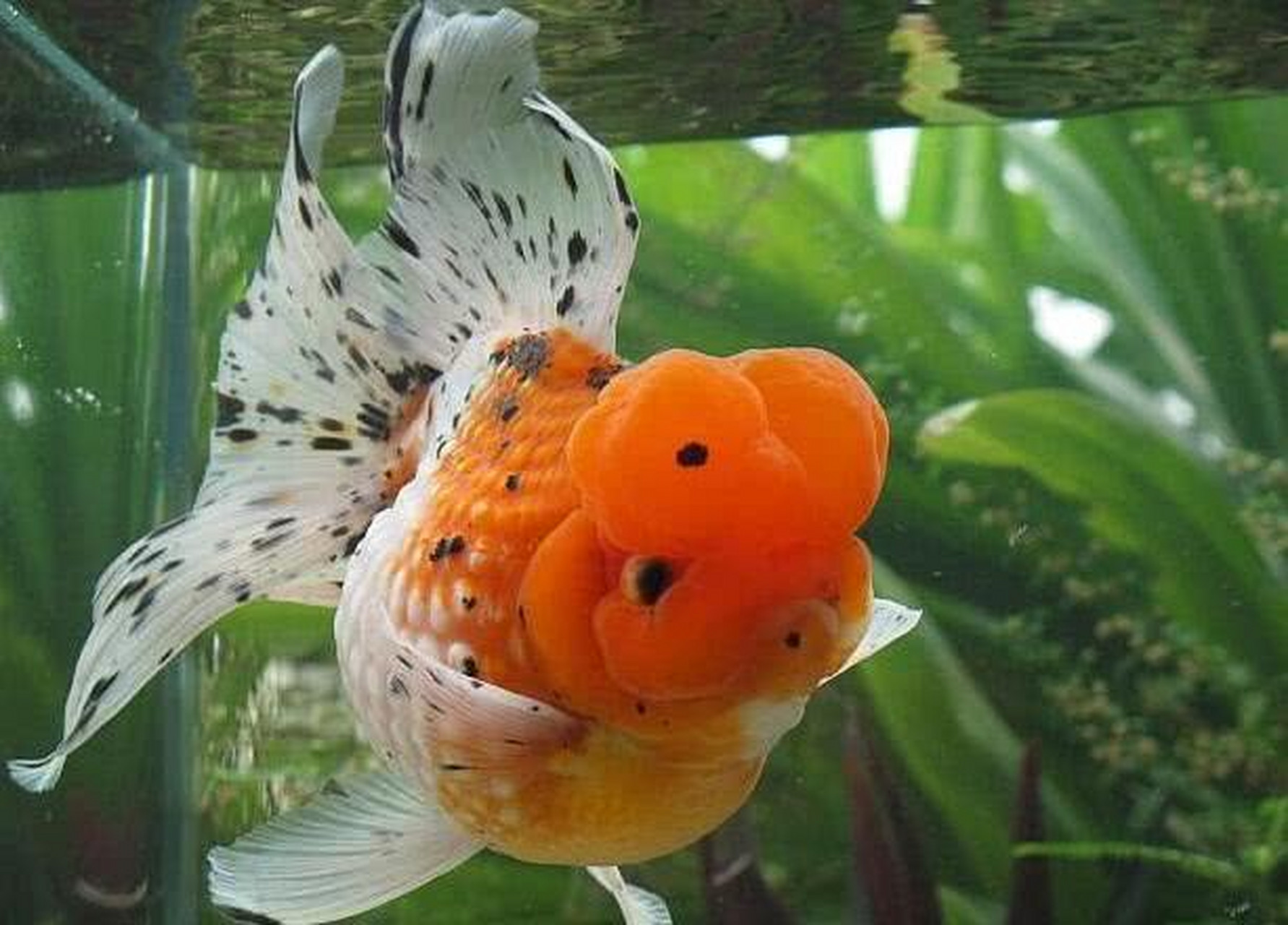 养宠交流# 珍珠鳞金鱼:珍珠鳞金鱼长得比较漂亮的一种冷水观赏鱼