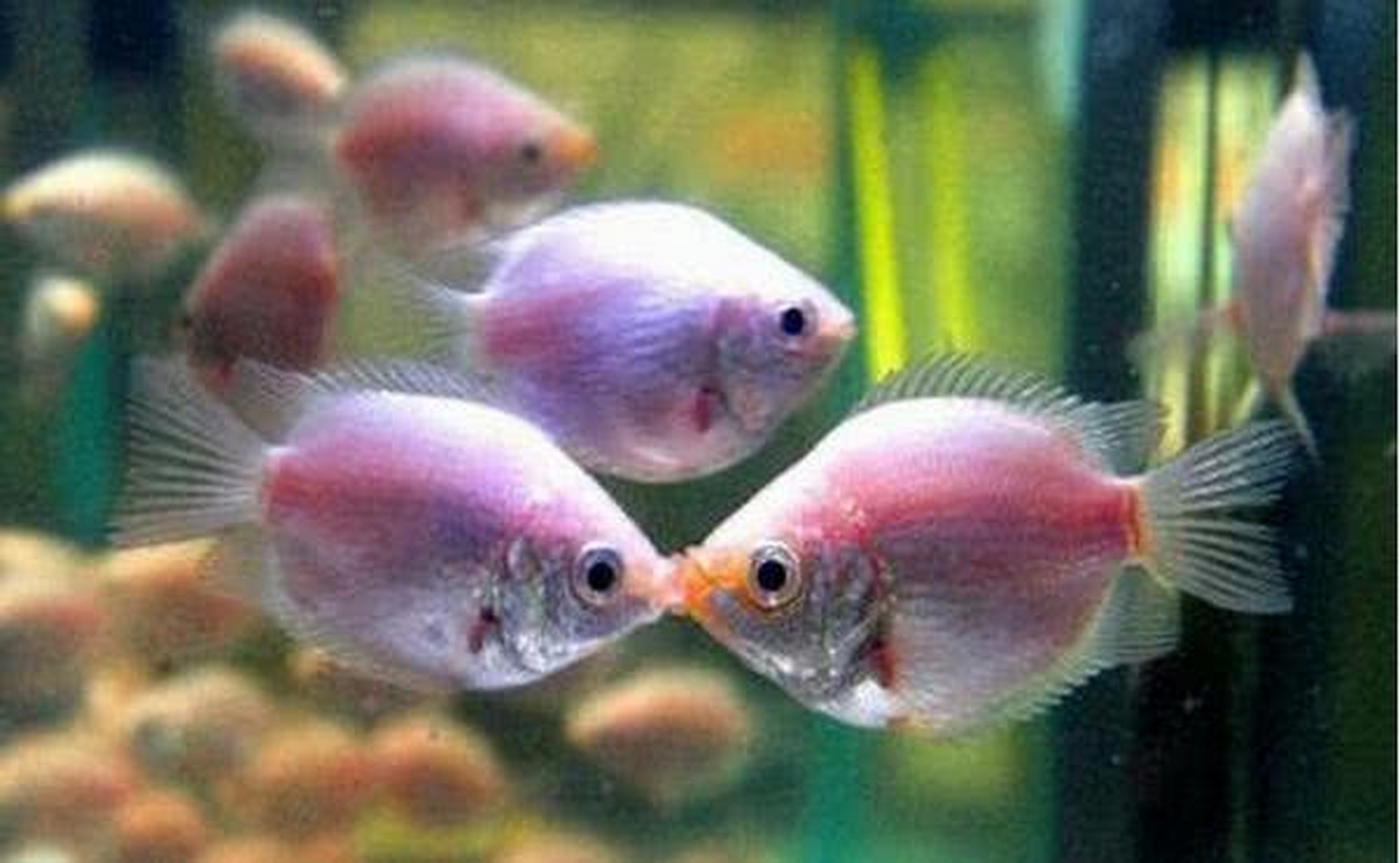 养宠交流# 接吻鱼:接吻鱼又名吻嘴鱼,是比较常见的观赏热带鱼的品种