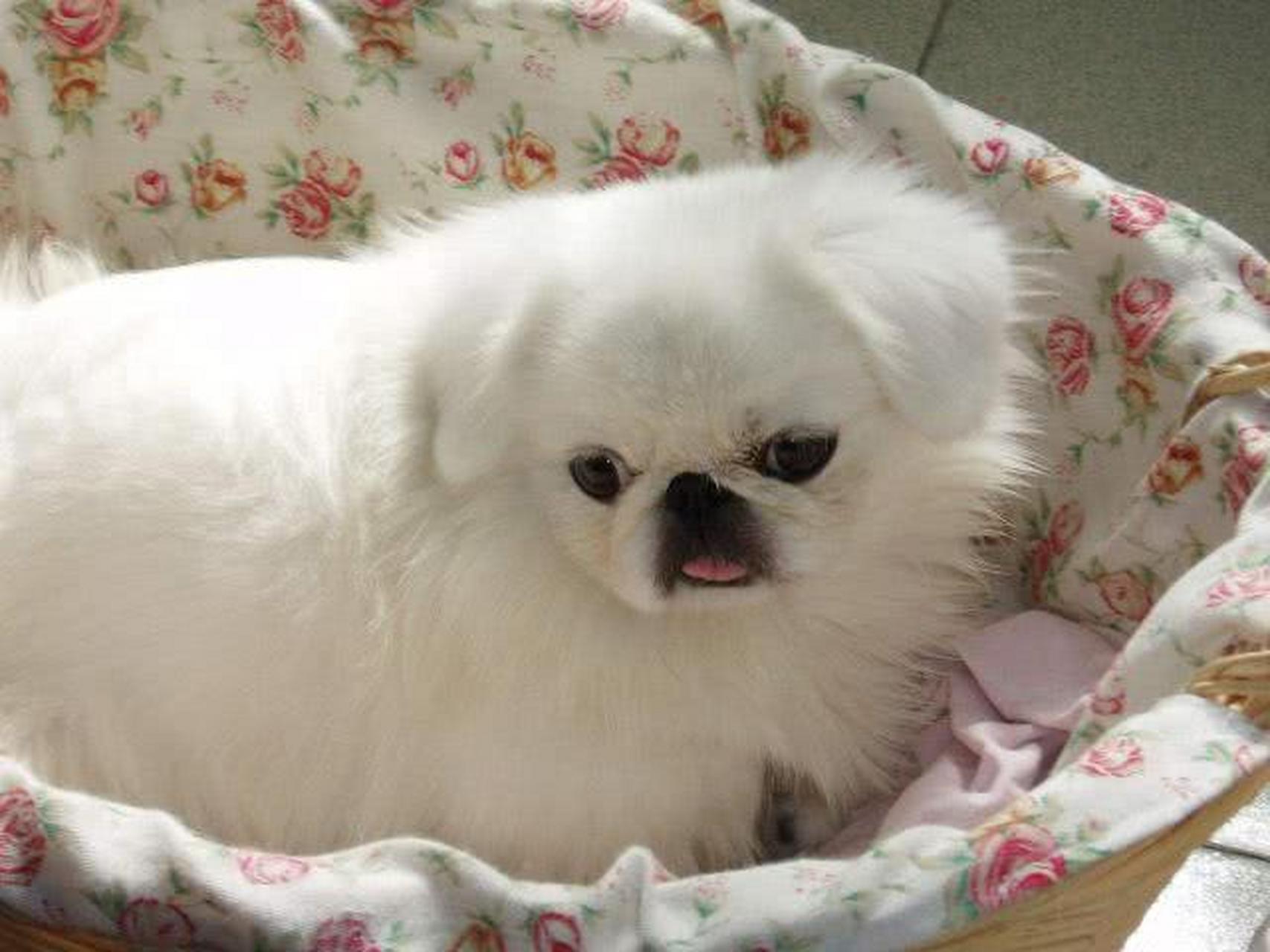 宠物英雄# 京巴犬:京巴犬又叫"宫廷狮子狗",中国古老的犬种之一,诚噜