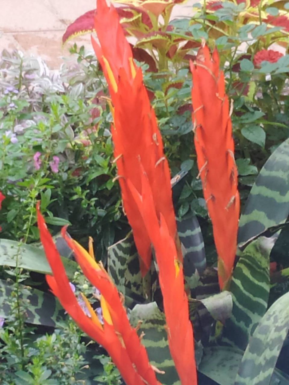 《虎纹凤梨》 火炬升高虎叶低, 红英带刺凤毛奇.