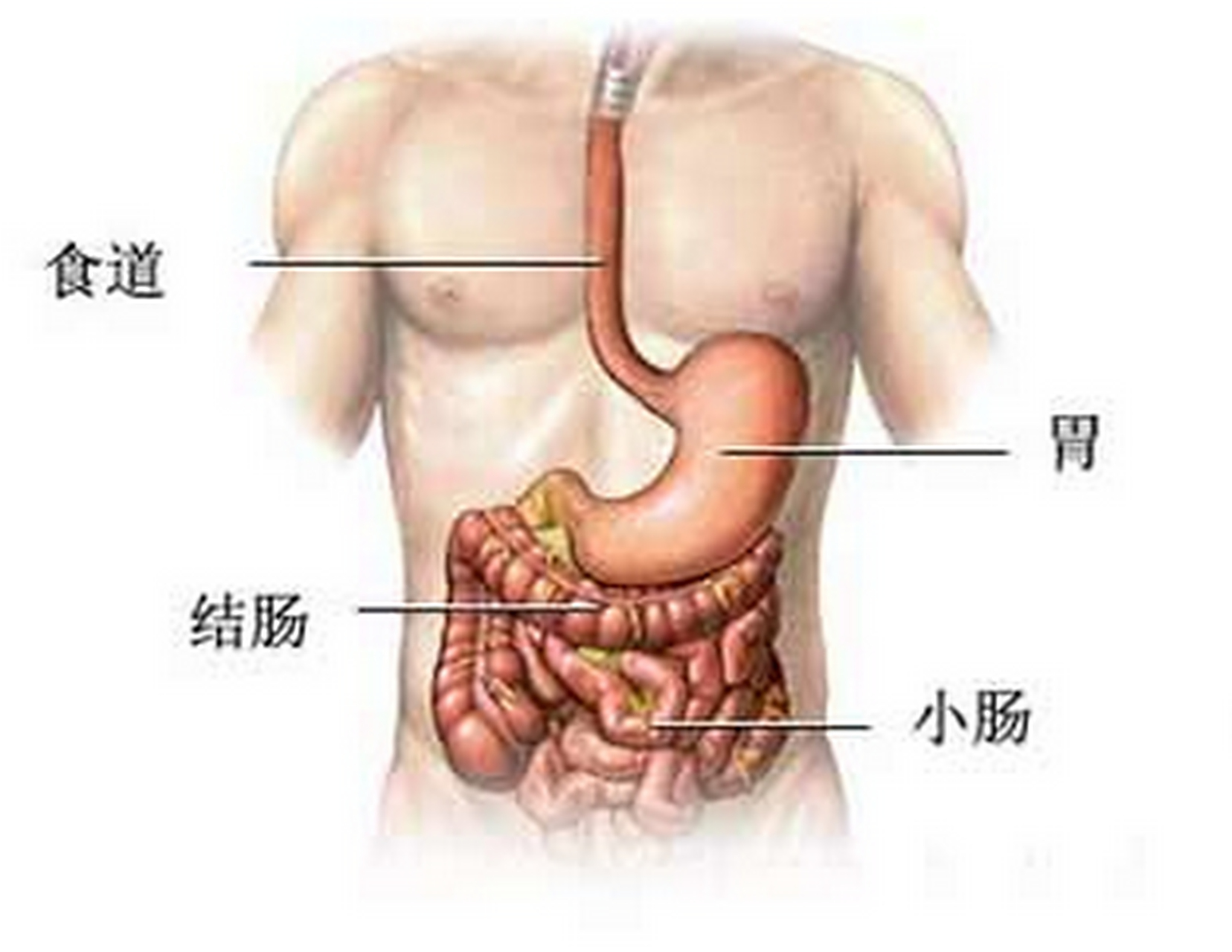 你知道每个人的胃有多大吗?