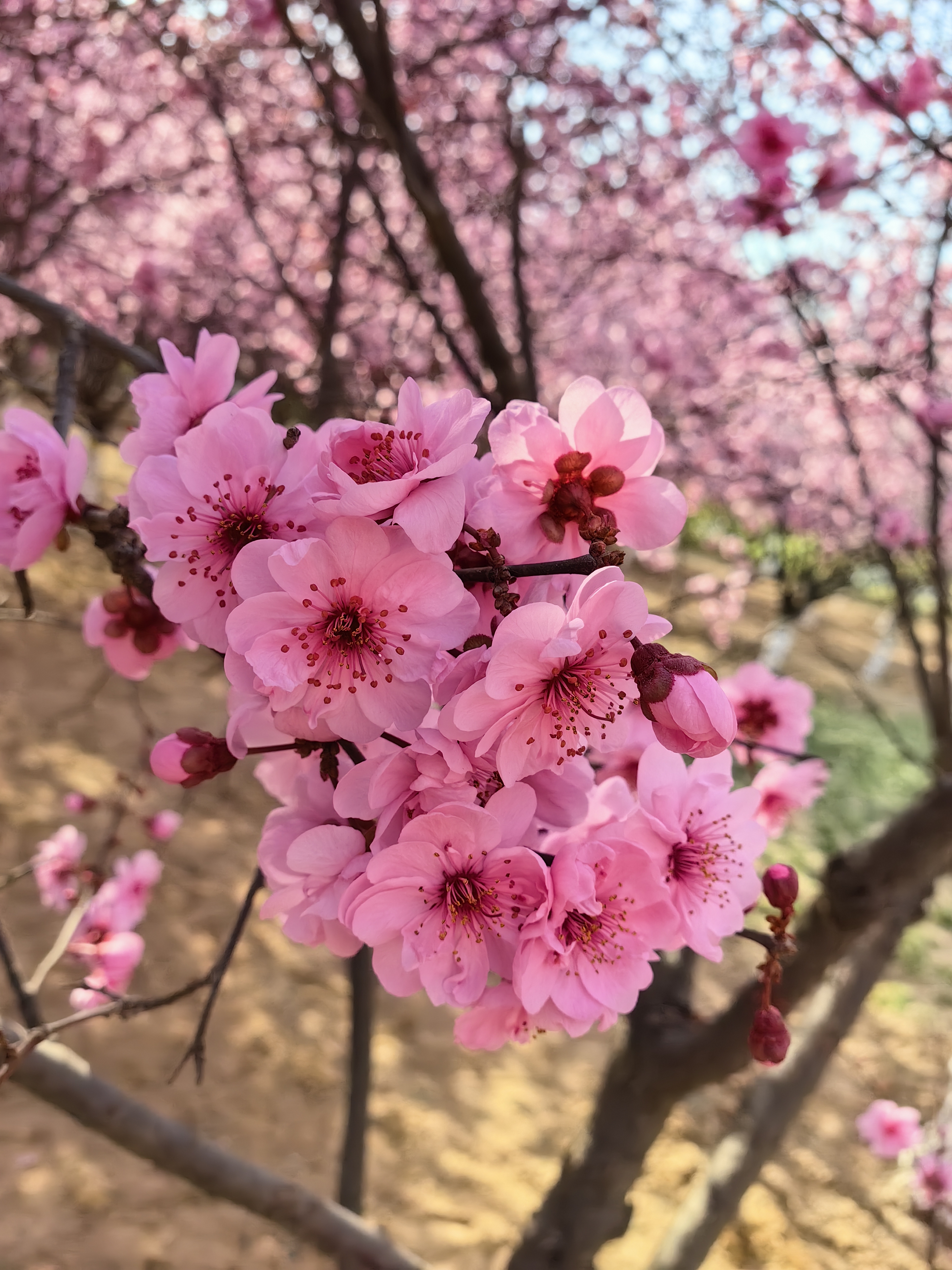 美人梅,多美的名字呀