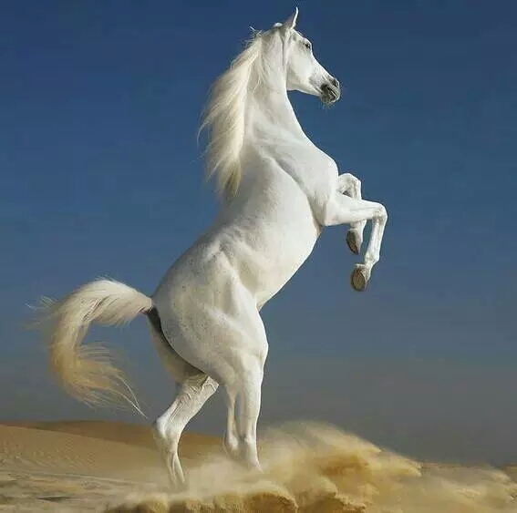 悼白马牧童 傲首英姿啸仰空,驰奔振辔抖银鬃