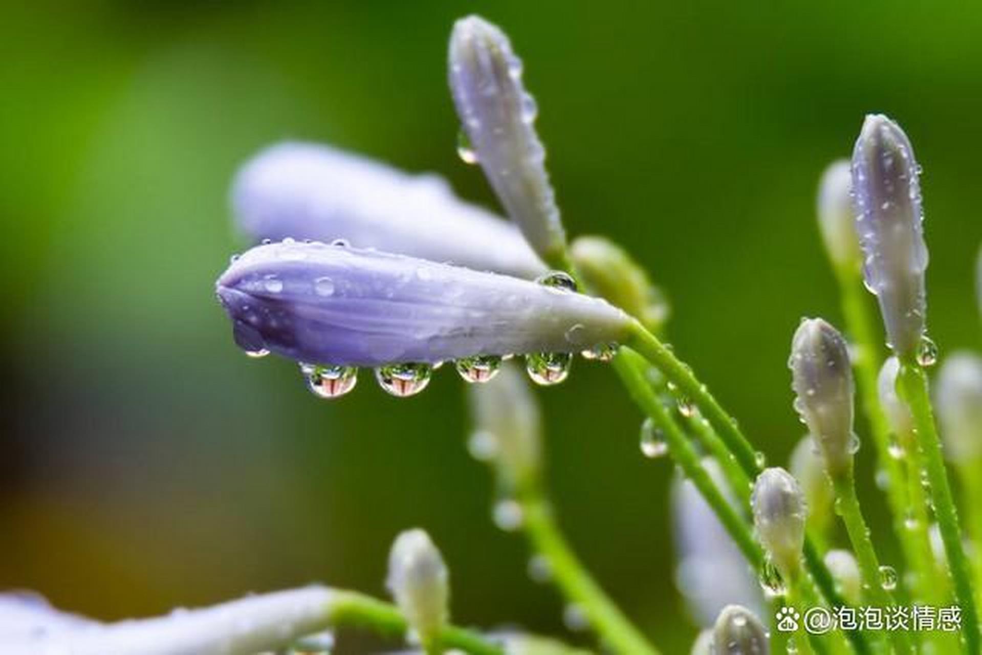 清晨的雨露,晶莹剔透,宛如大自然的珍珠,让我们享受着空气中的清新和