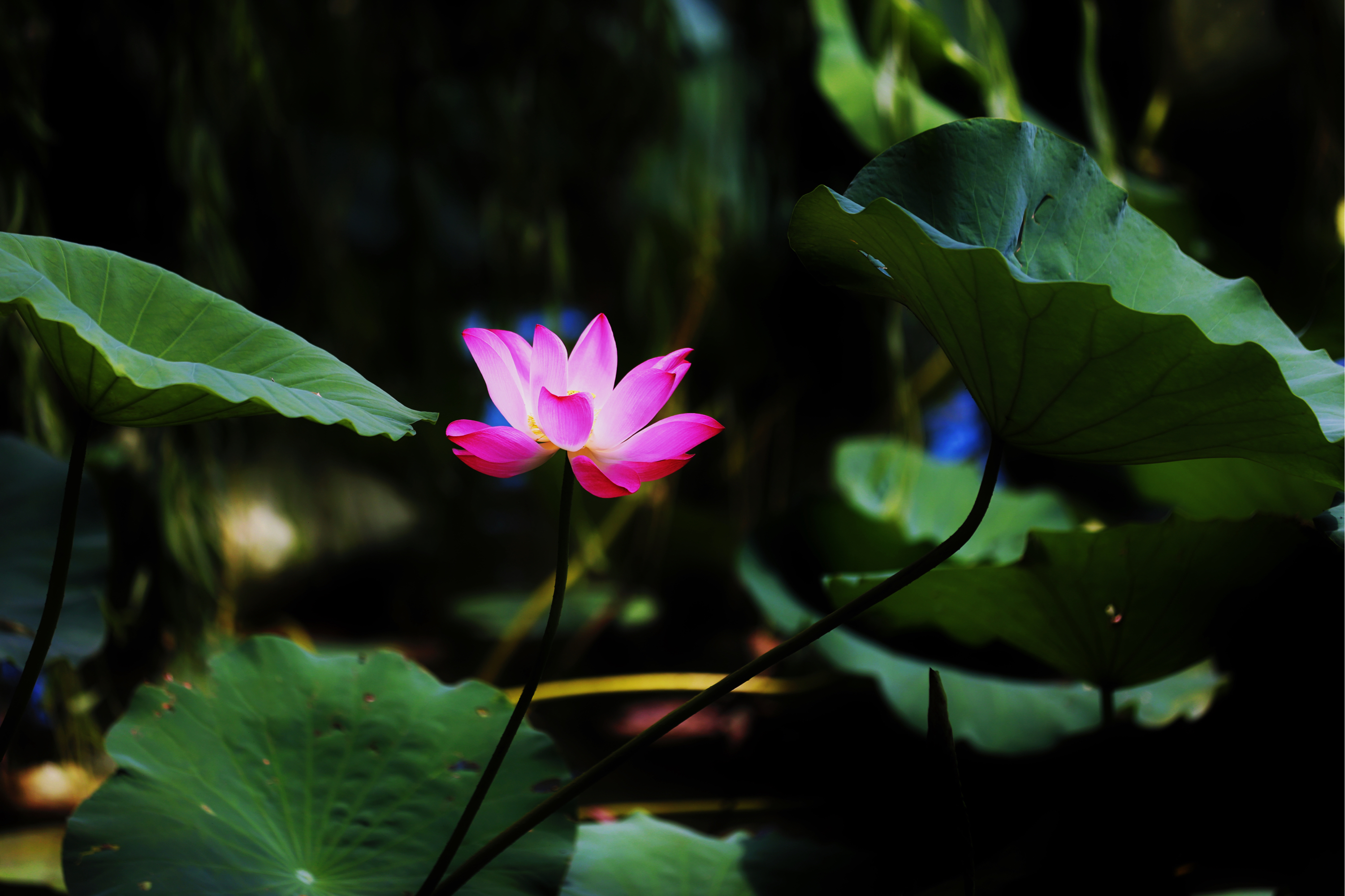 荷花池风景图片大全图片