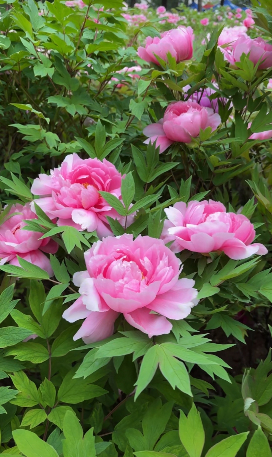 牡丹园中的花朵竞相绽放,五彩斑斓,如同一幅绚丽多彩的画卷