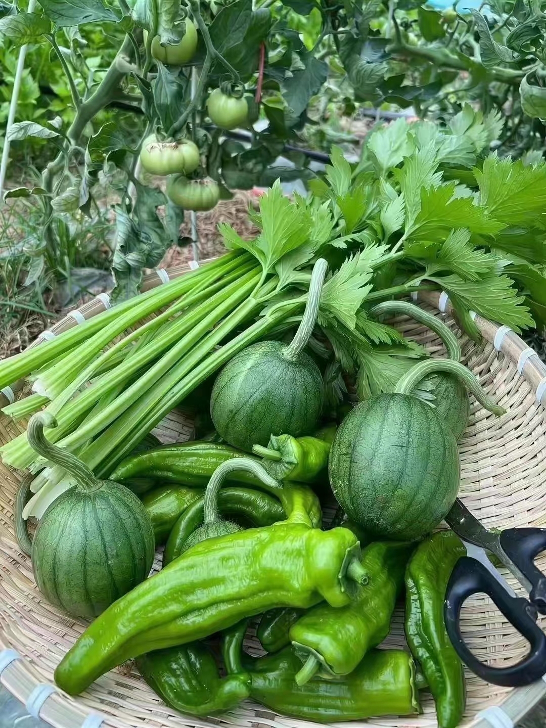 新鲜采摘的绿色蔬菜,静待用它们烹饪出健康美味.#动态连更挑战