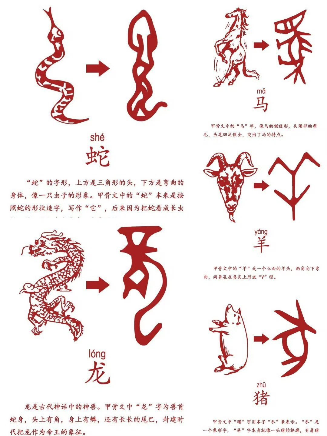 连字代表什么生肖