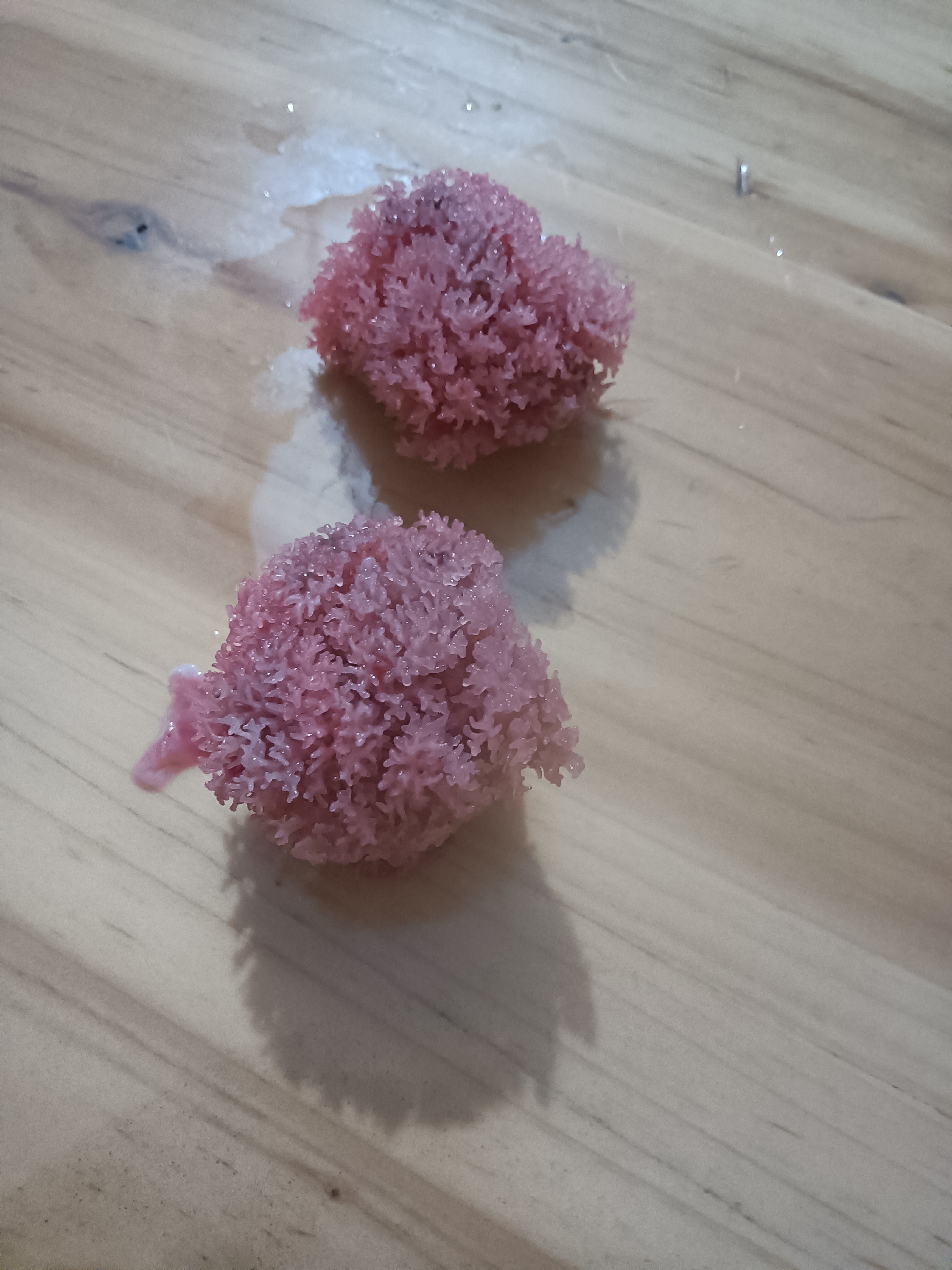 今天钓到的鲶鱼鱼鳃上取下的,不知道是什么东西