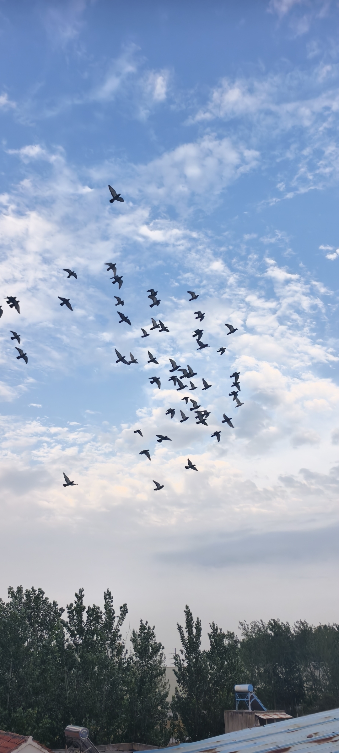 一群赛鸽在美丽的天空自由翱翔,它们的翅膀在蔚蓝天空的背景下展开