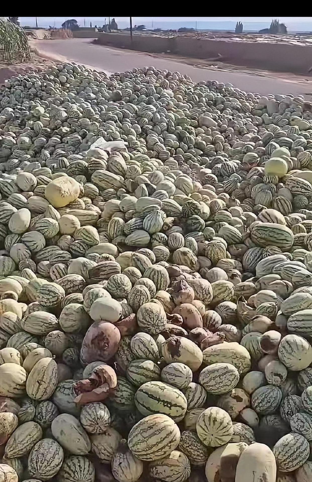 原本应该是美味诱人的沙漠瓜,却遭遇如此困境,着实令人痛心.