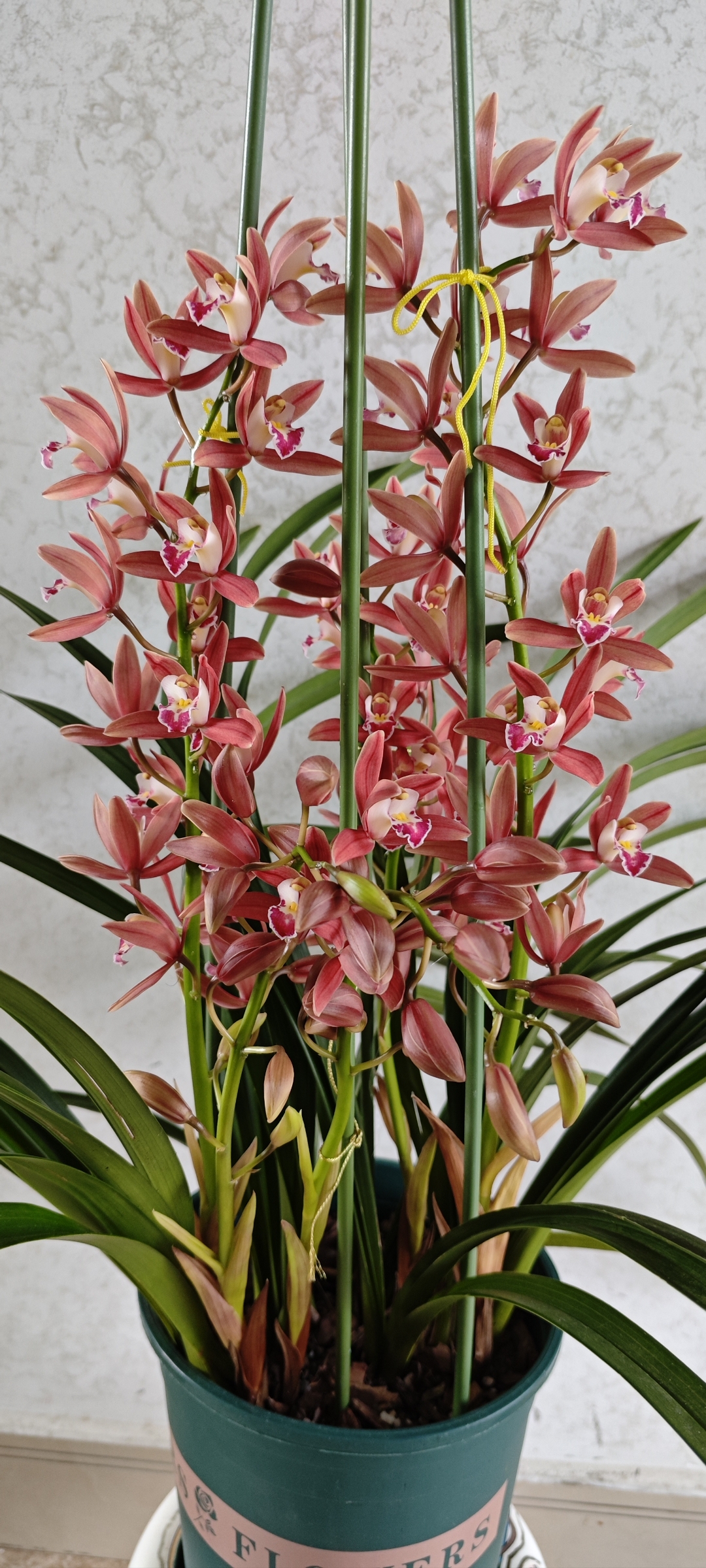 兰花:幽兰在山谷,本自无人识,只因馨香重,求者遍山隅