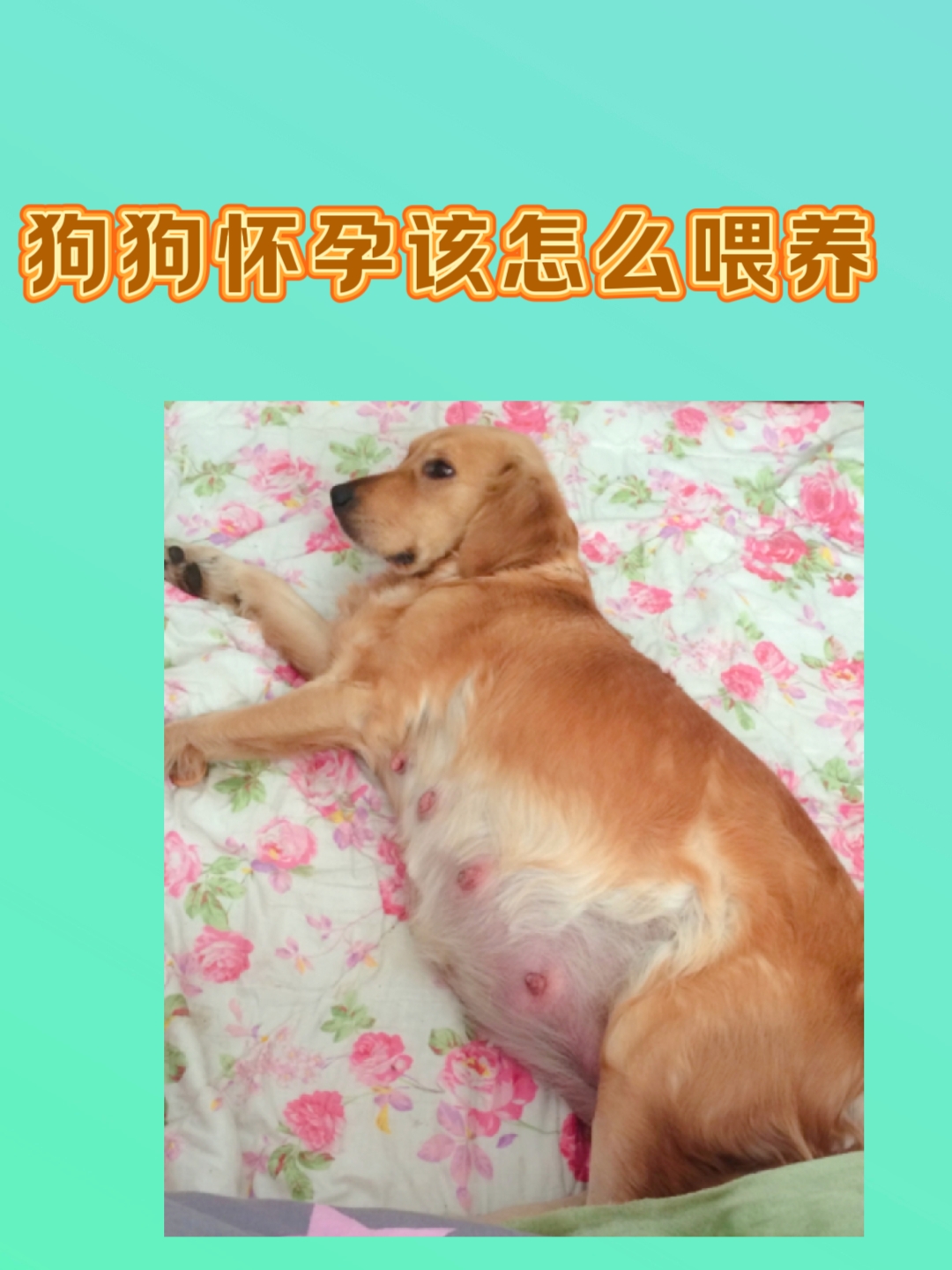 在母犬怀孕的前40天是完全不需要也不应该额外补充营养的