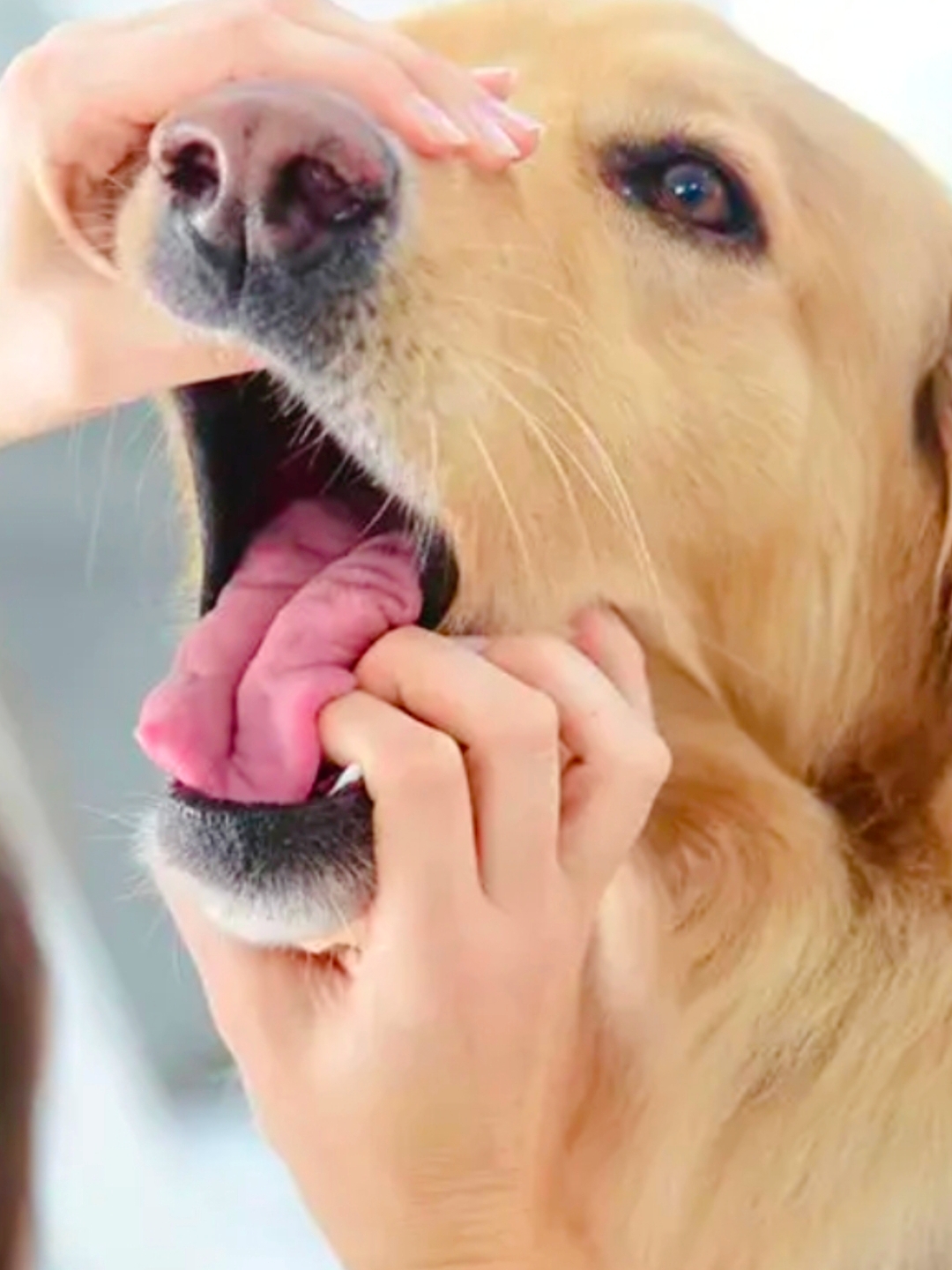 百度经验沉淀计划生活专家# [小红花]狗狗口臭的原因你知道哪些?