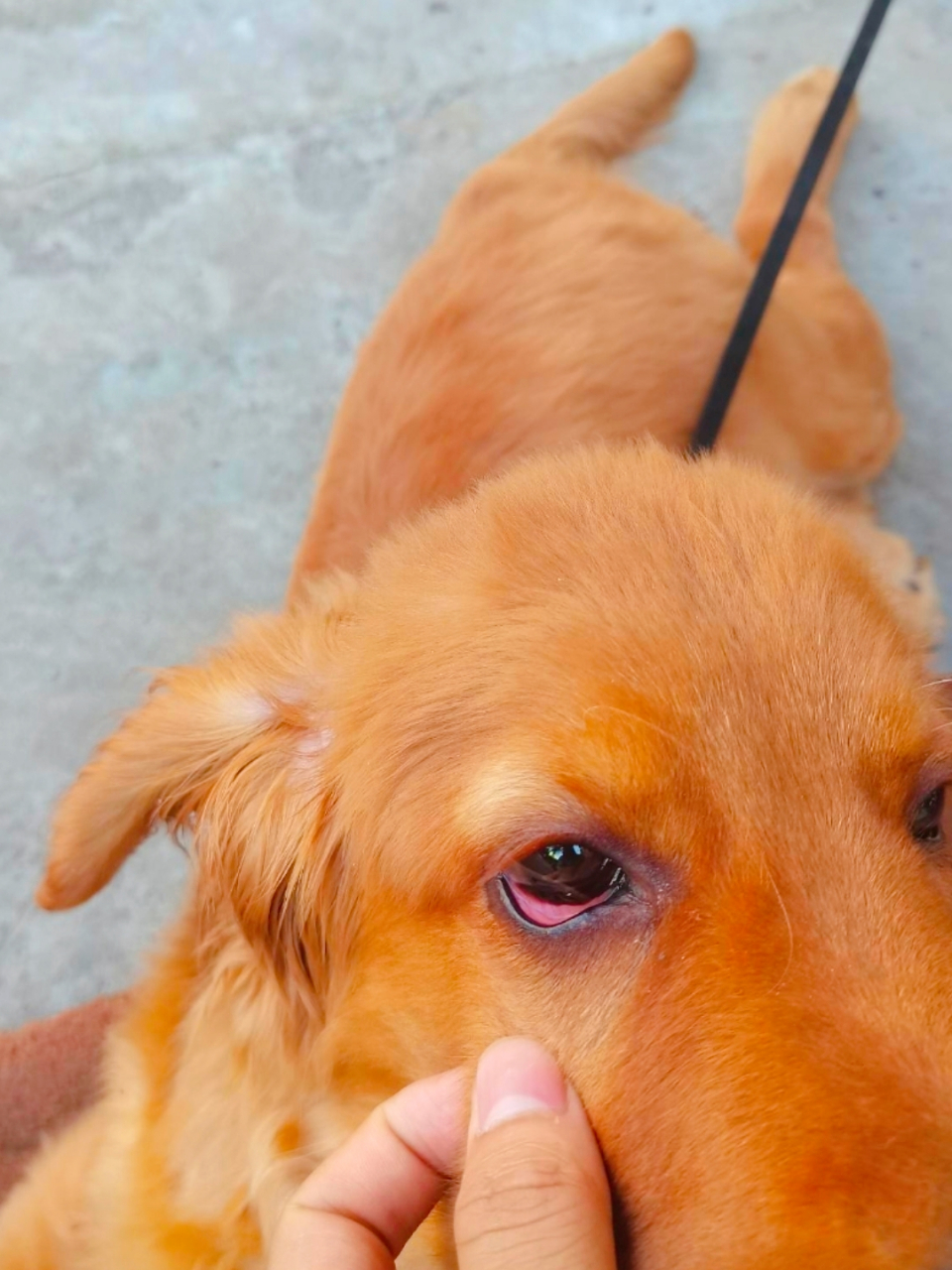 犬瘟脓性眼屎图片