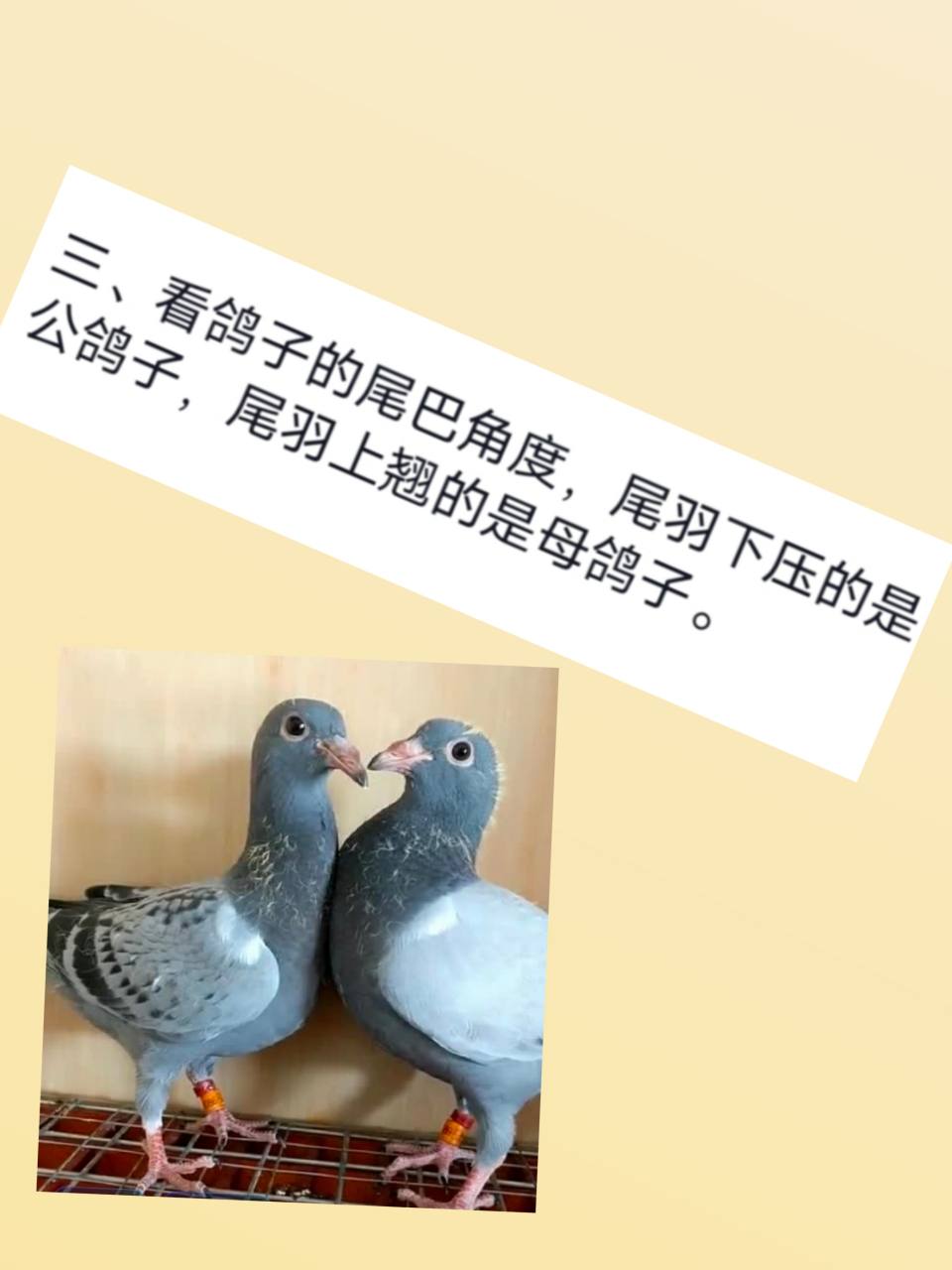 百度经验沉淀计划生活专家# 教您辨别鸽子性别:图中两只鸽子,公母
